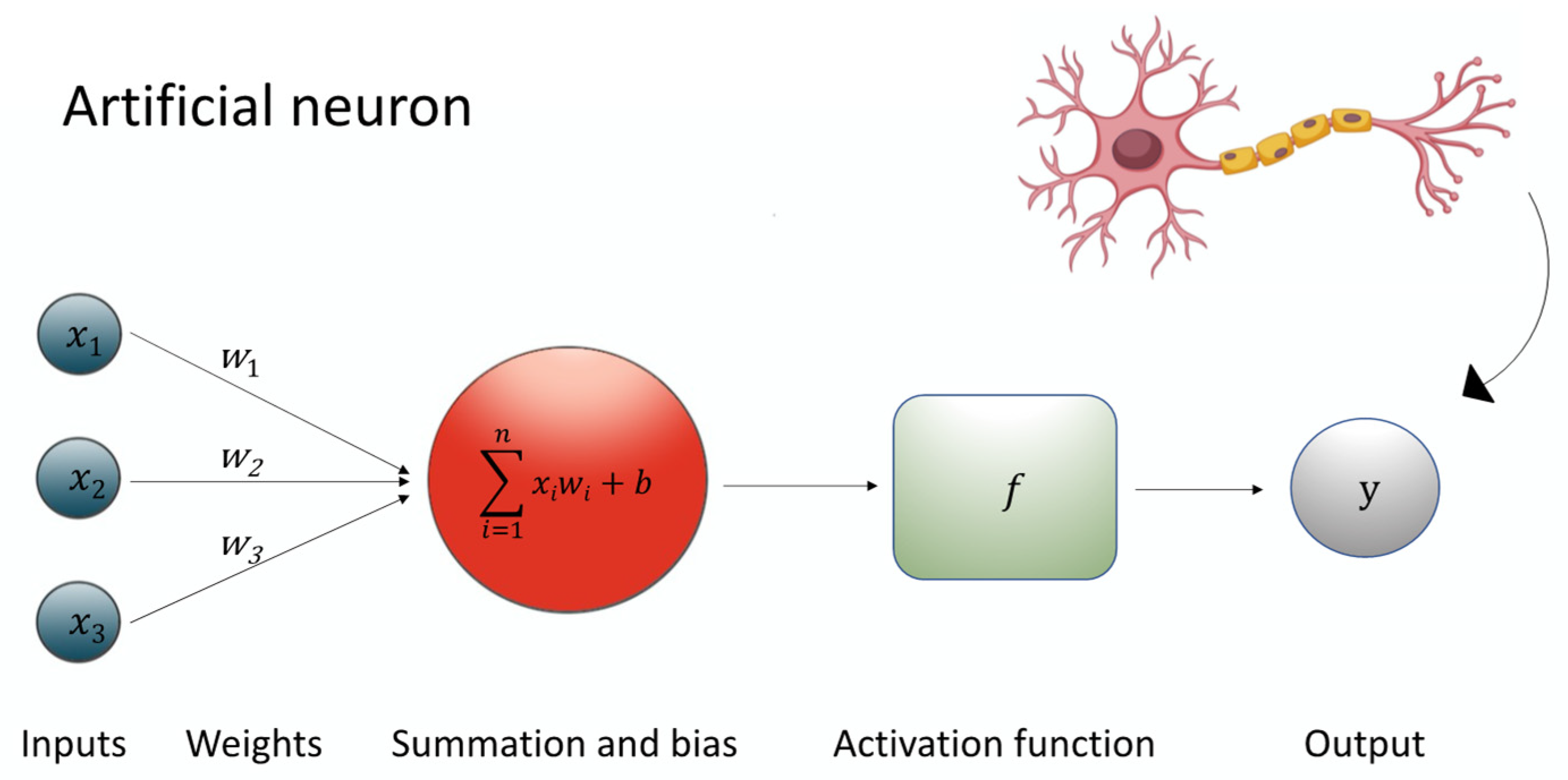 Biomedicines 13 01764 g001