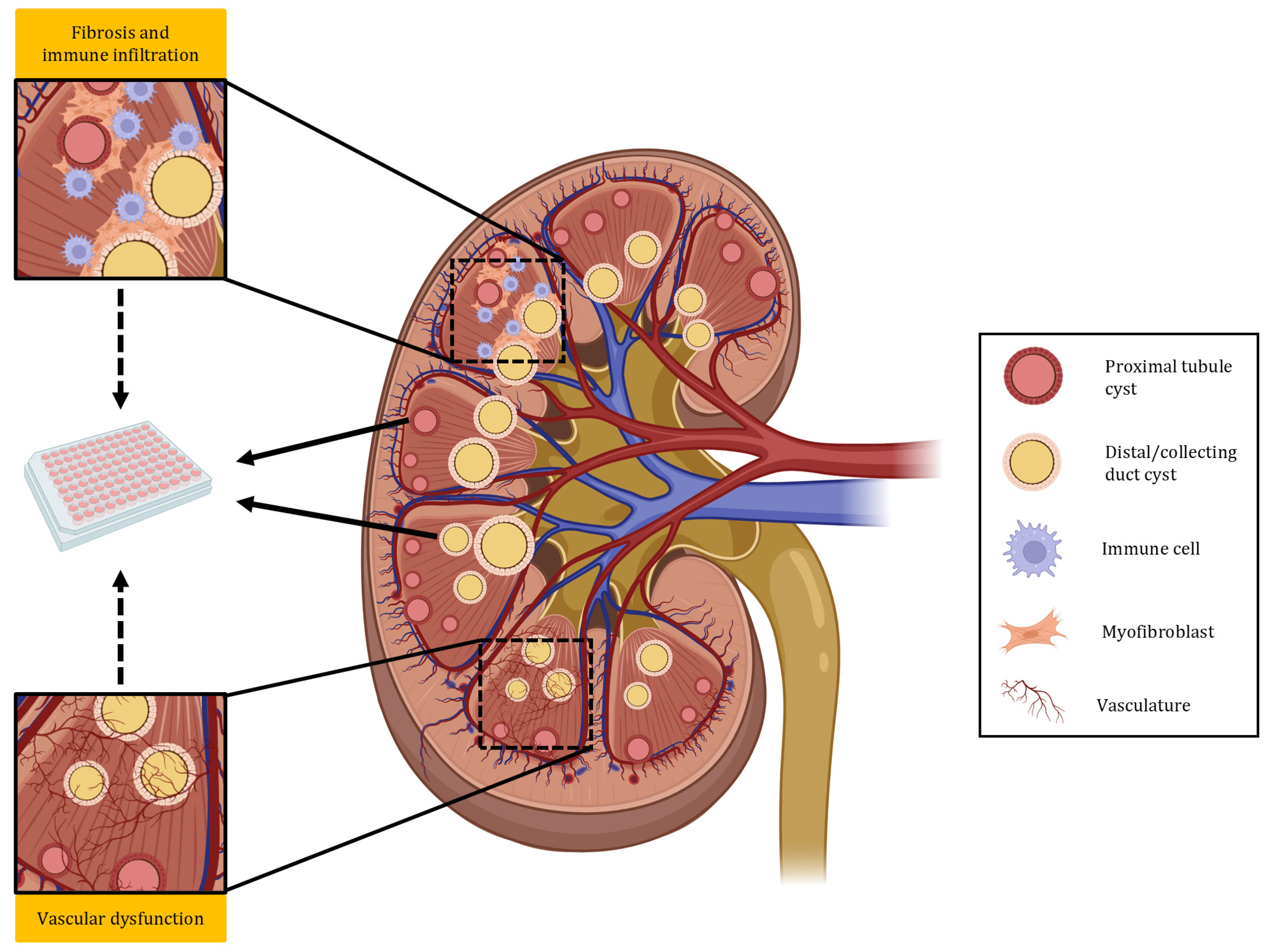 Biomedicines 13 01766 g002