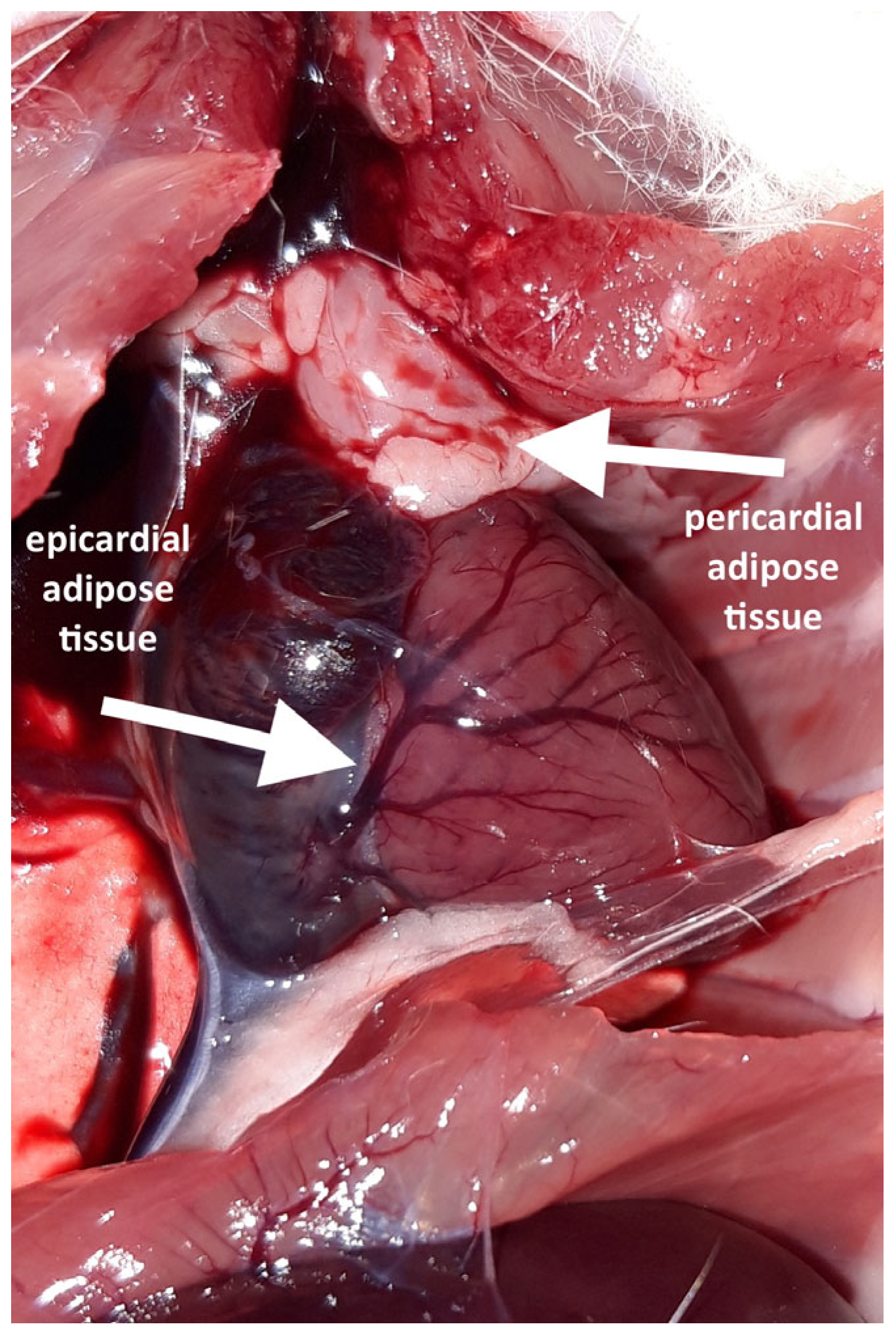Biomedicines 13 01772 g001