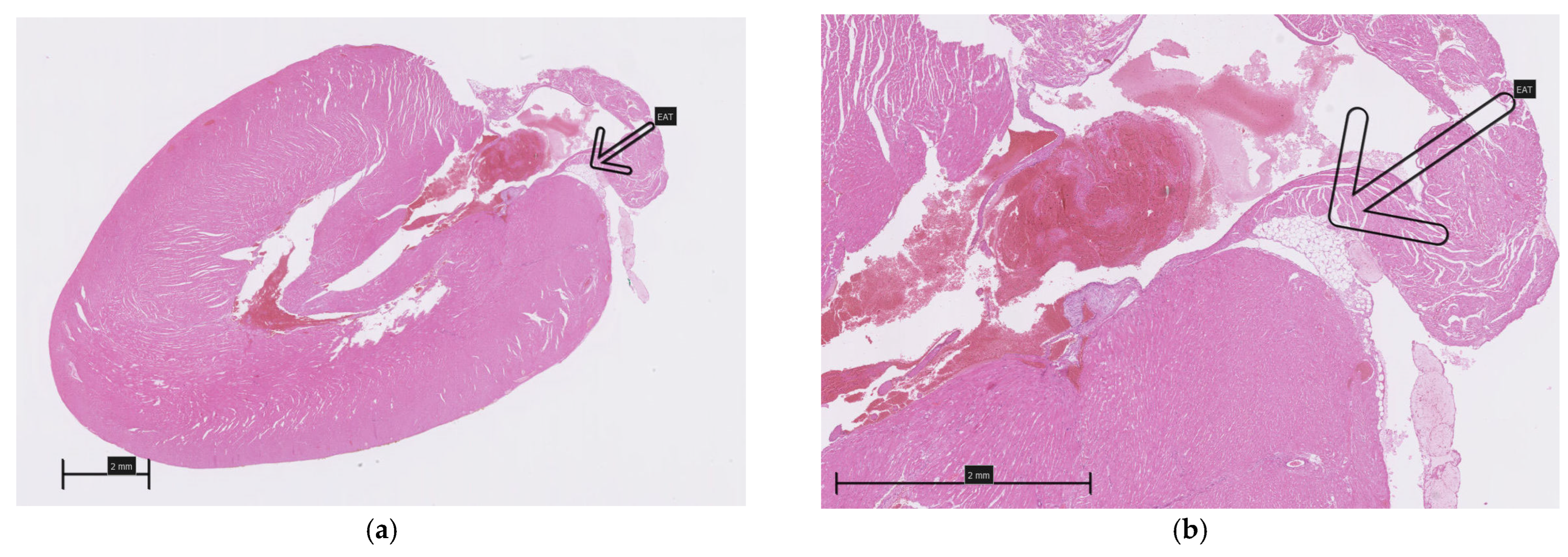 Biomedicines 13 01772 g002a