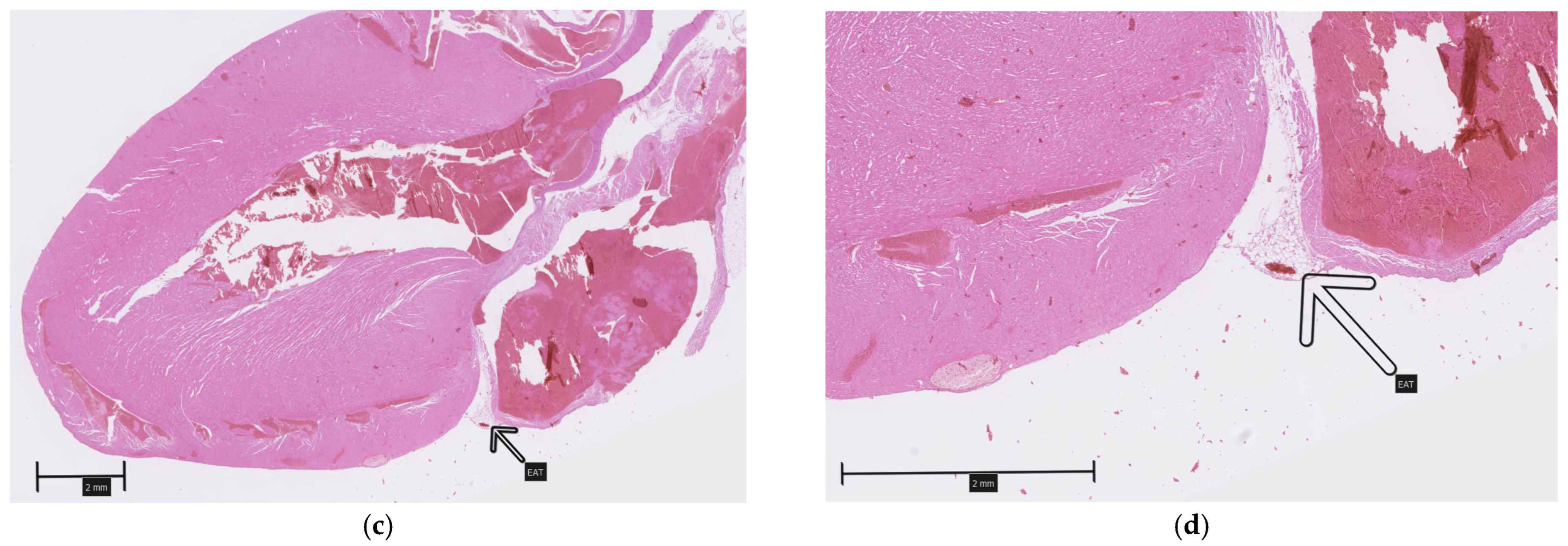 Biomedicines 13 01772 g002b