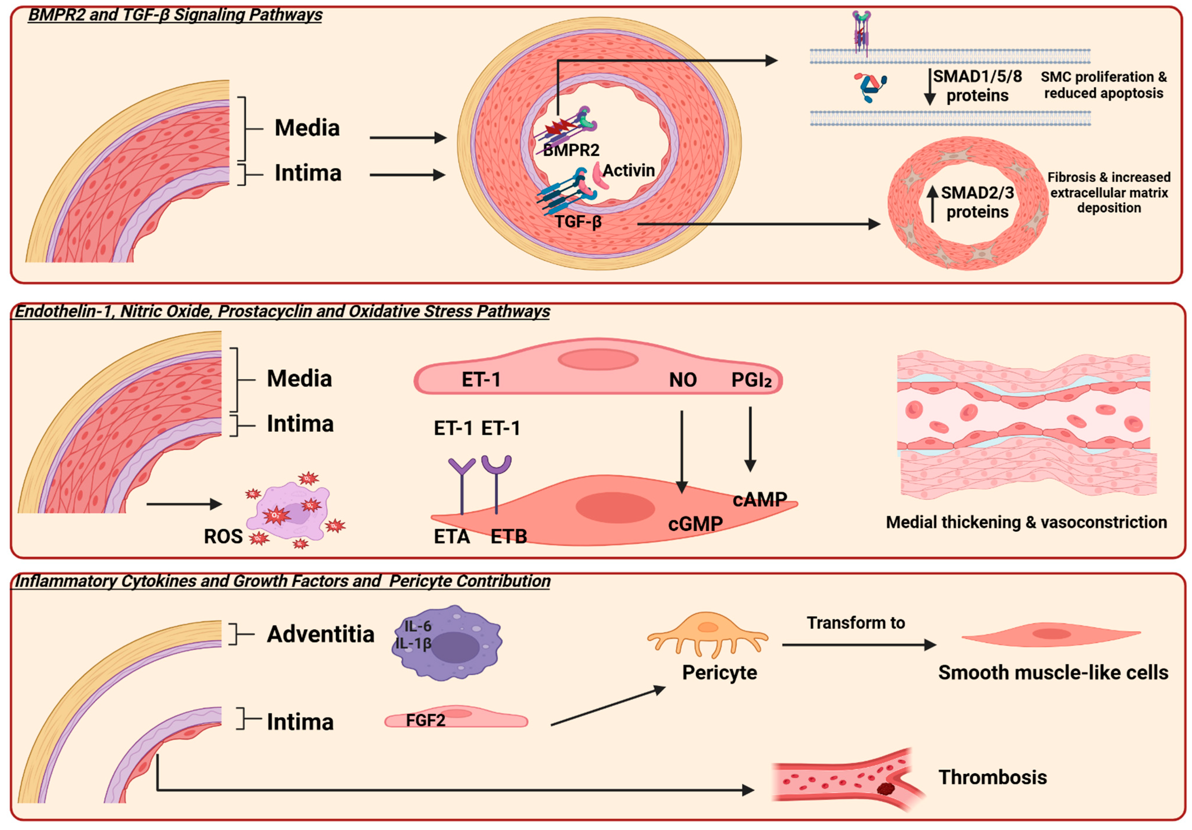 Biomedicines 13 01773 g001