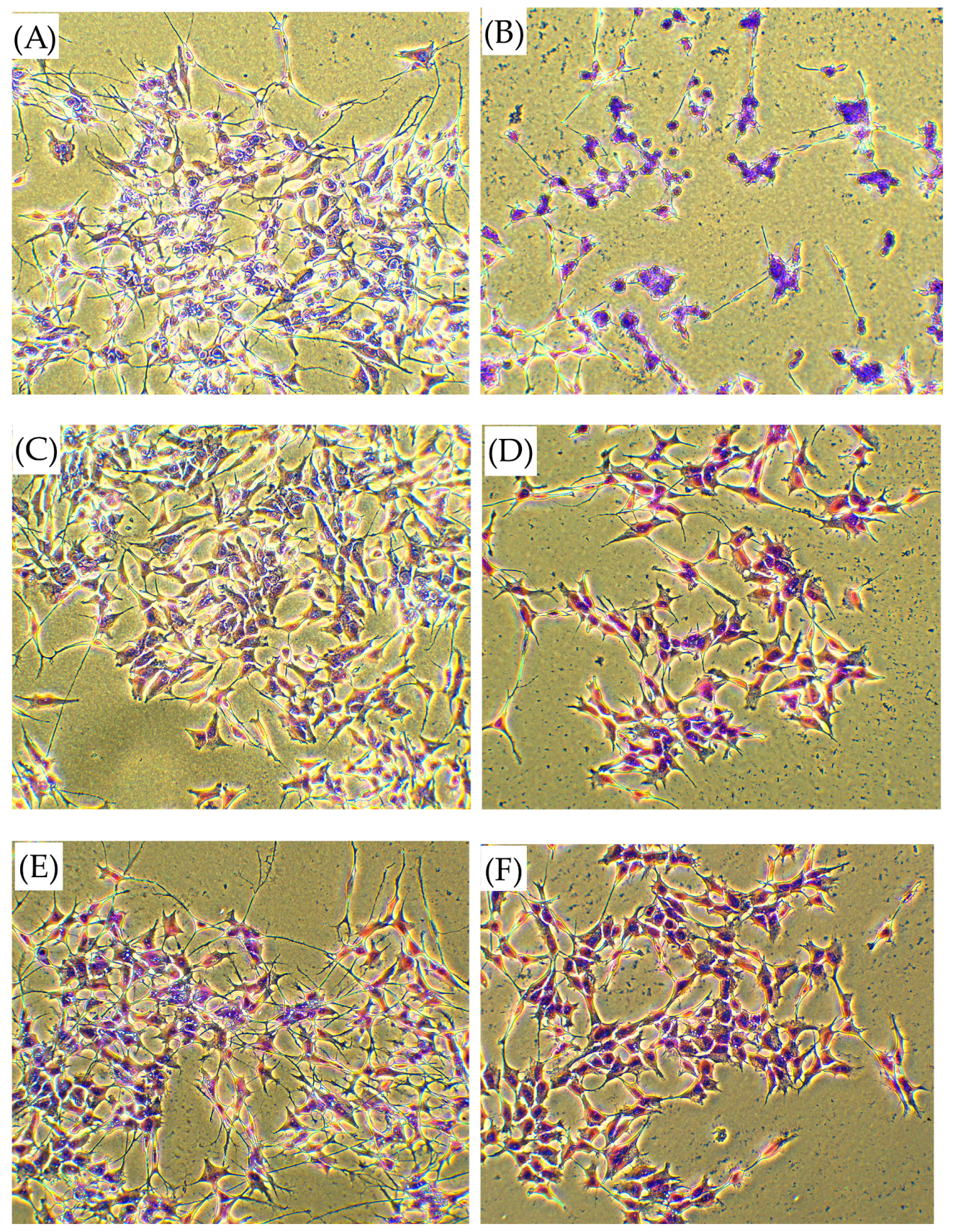 Biomedicines 13 01774 g007 Biomedicines 13 01774 g007
