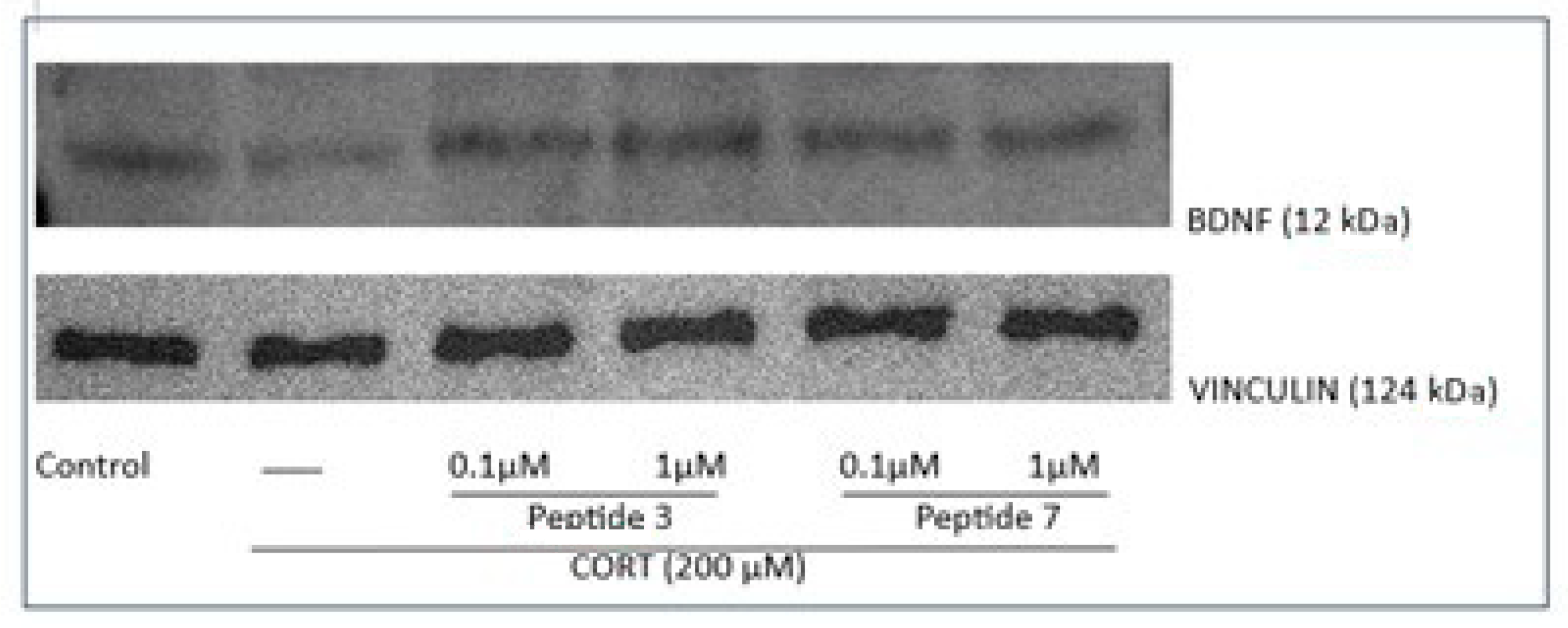 Biomedicines 13 01774 g014 Biomedicines 13 01774 g014