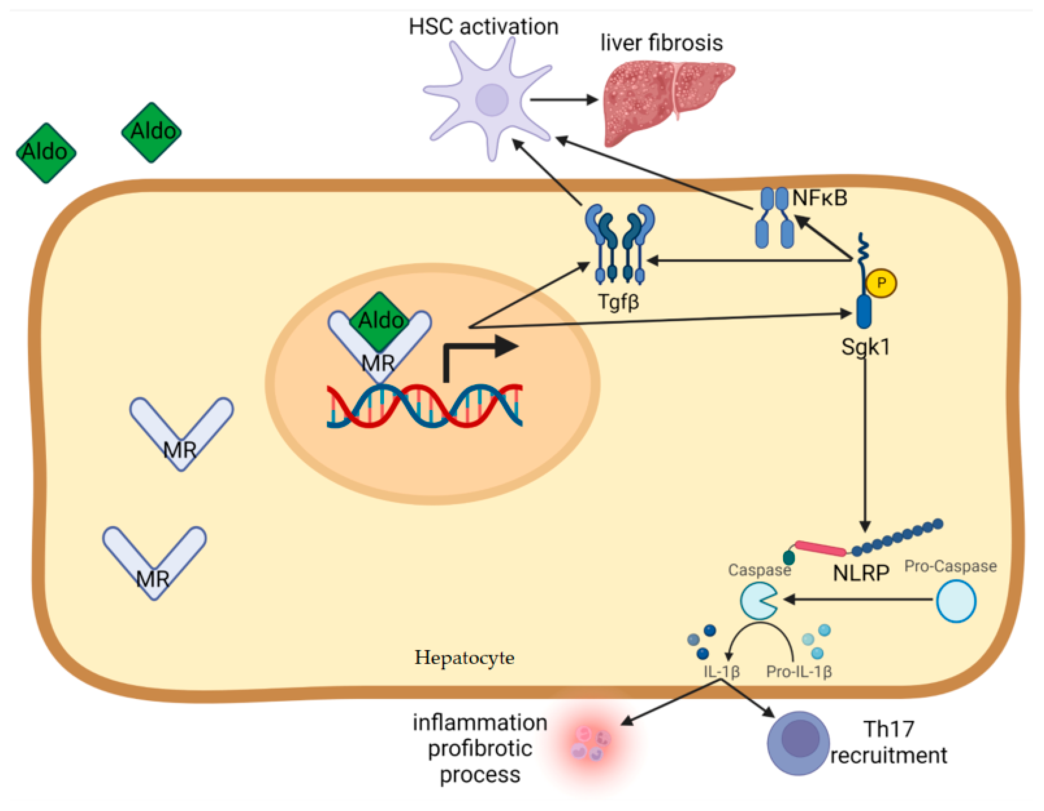 Biomedicines 13 01792 g002