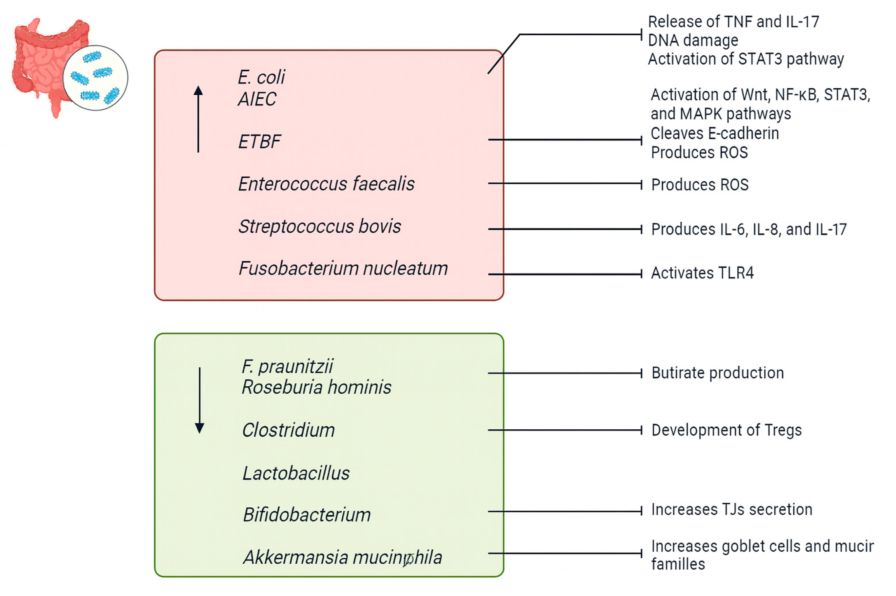 Biomedicines 13 01807 g003 Biomedicines 13 01807 g003