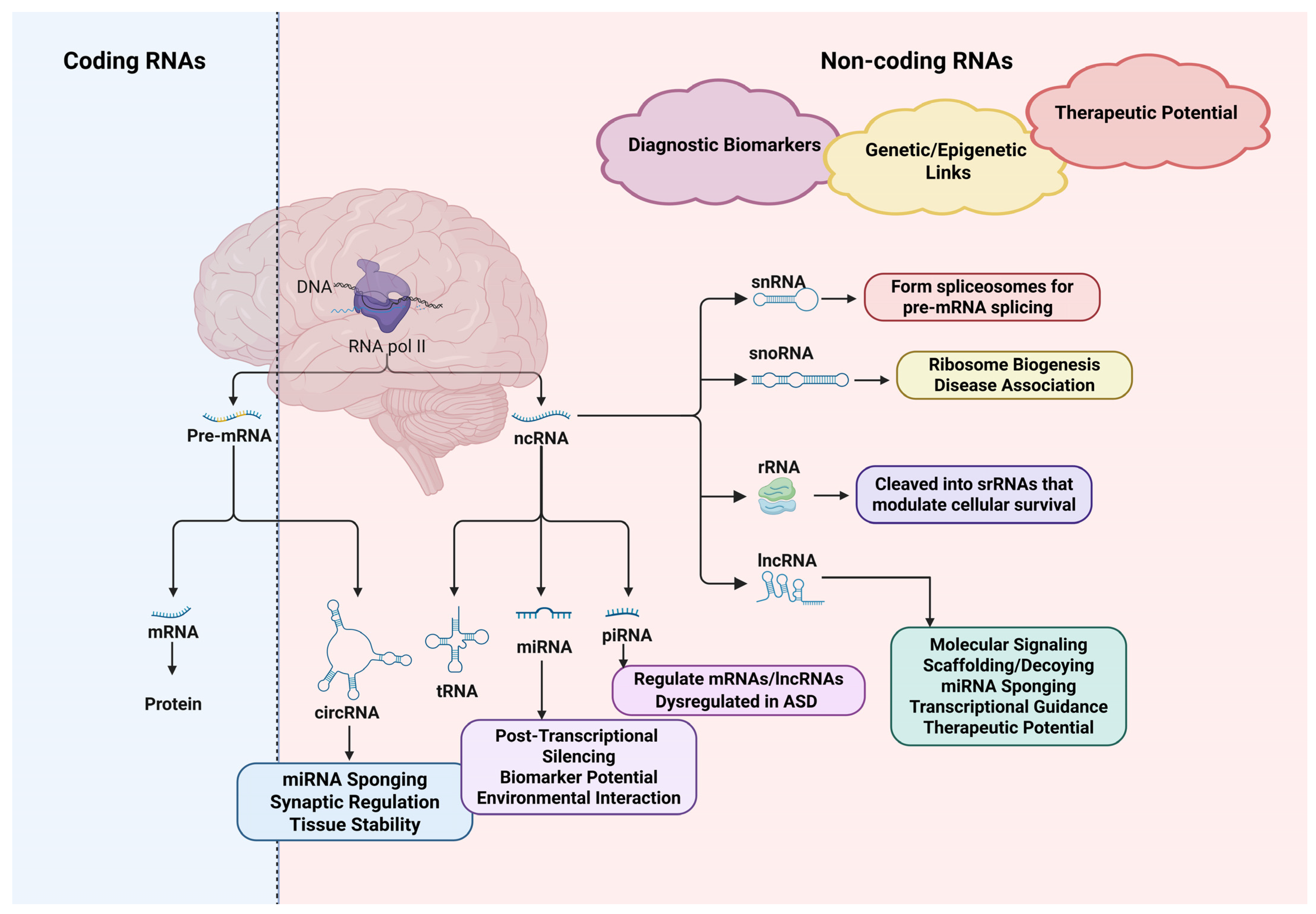 Biomedicines 13 01808 g003