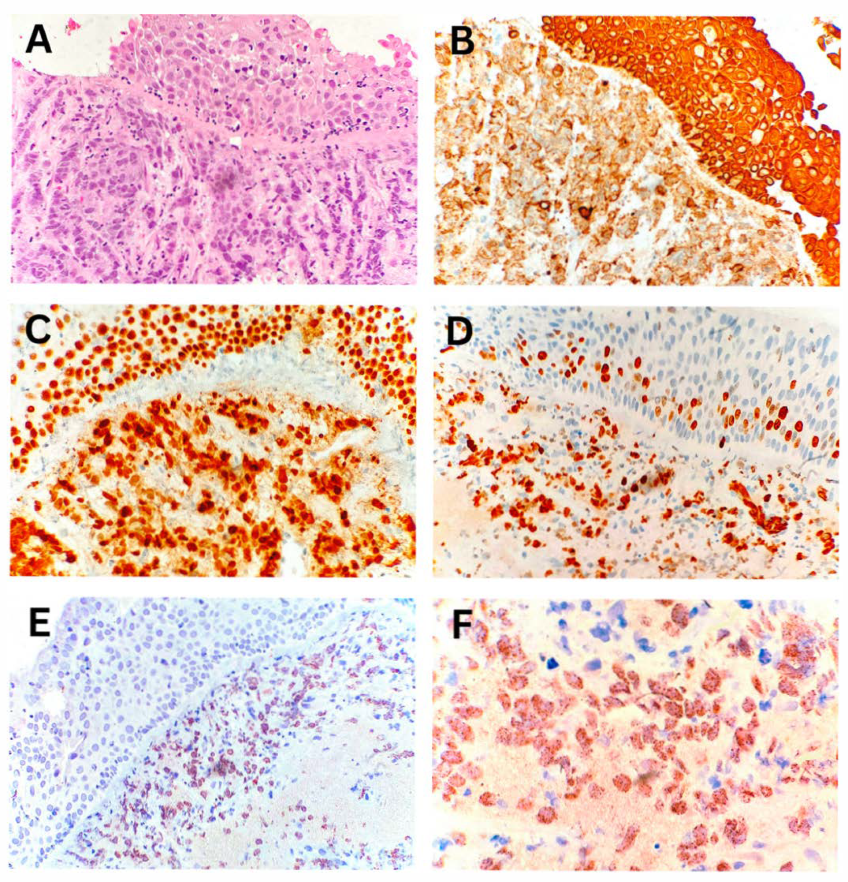 Biomedicines 13 01824 g004 Biomedicines 13 01824 g004