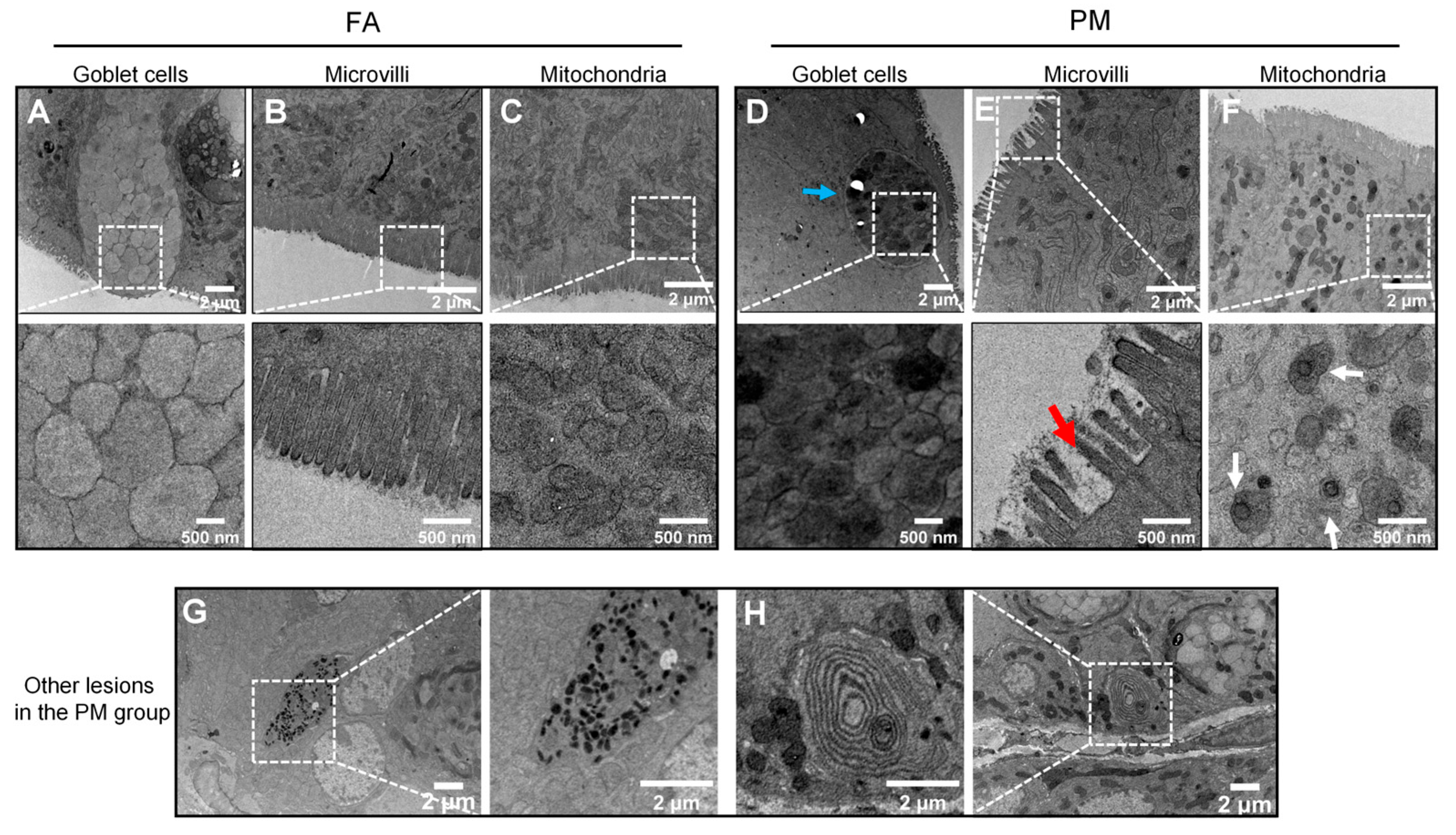 Biomedicines 13 01825 g004