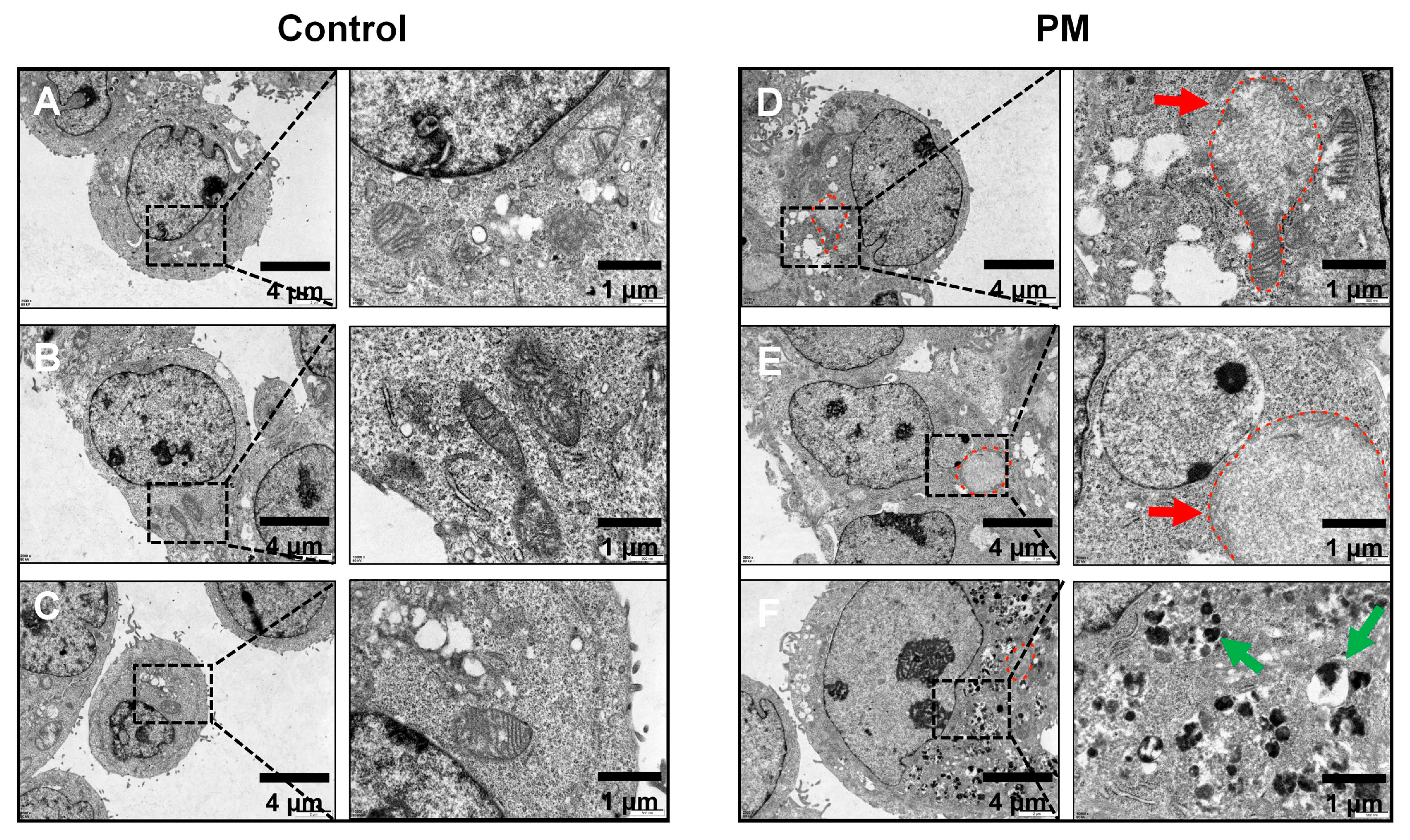 Biomedicines 13 01825 g005