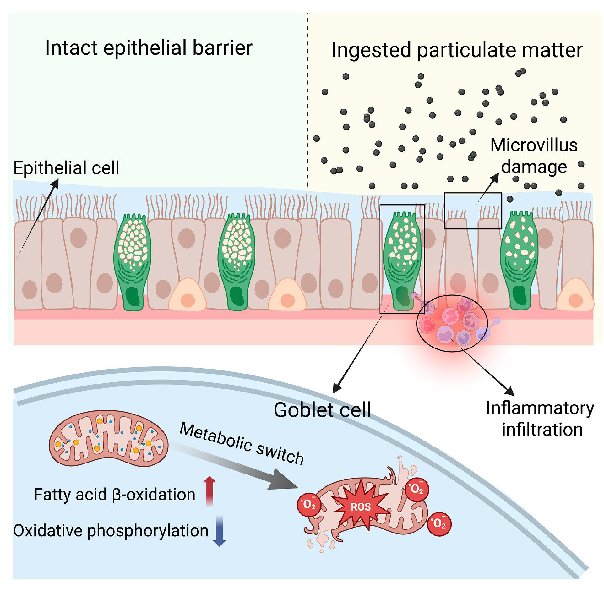 Biomedicines 13 01825 g008