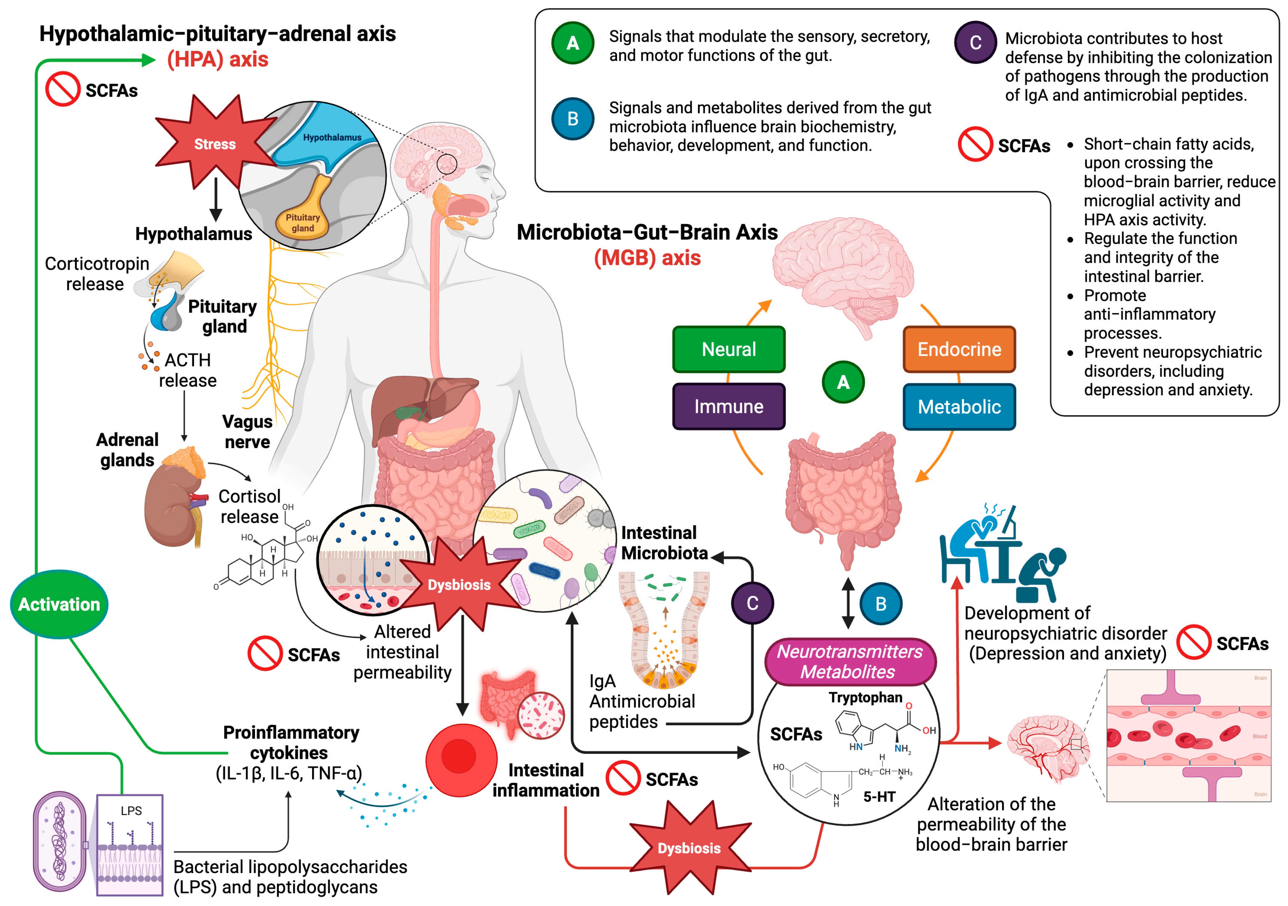 Biomedicines 13 01831 g001 Biomedicines 13 01831 g001