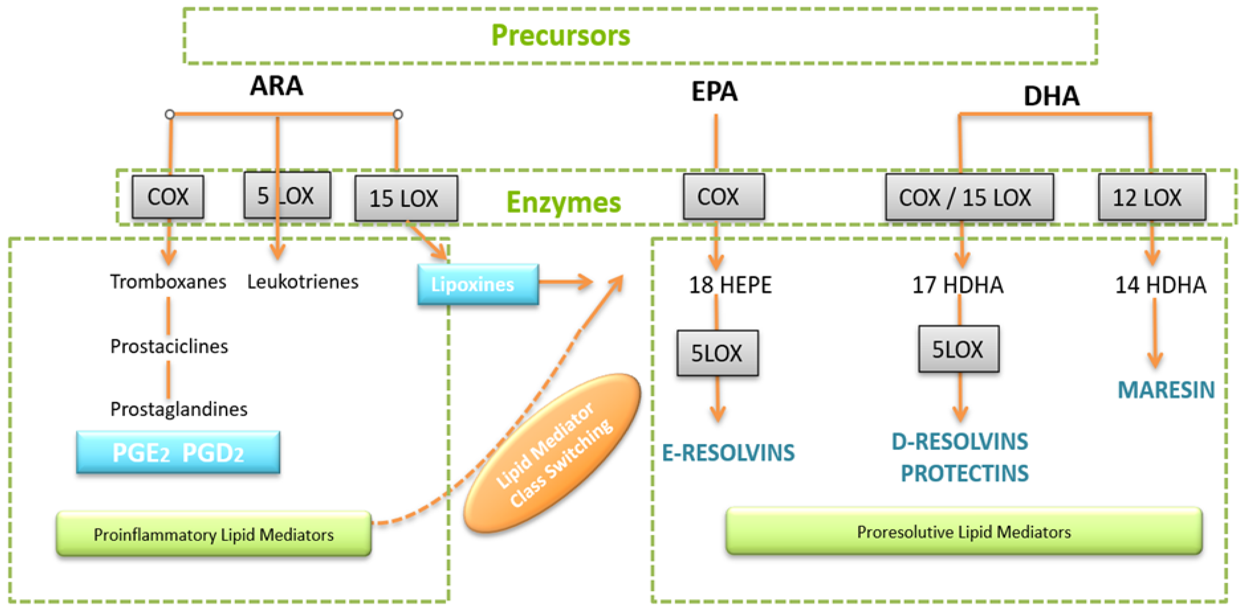 Biomedicines 13 01832 g001
