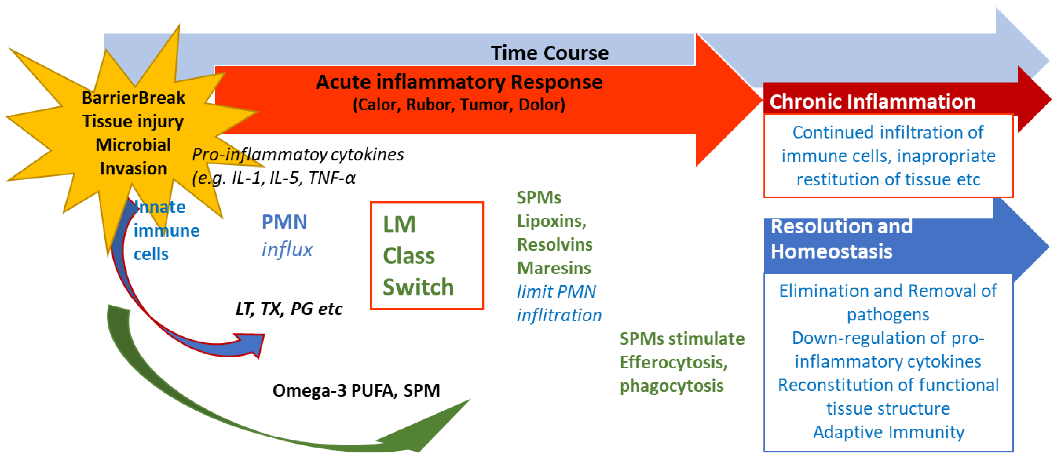 Biomedicines 13 01832 g003