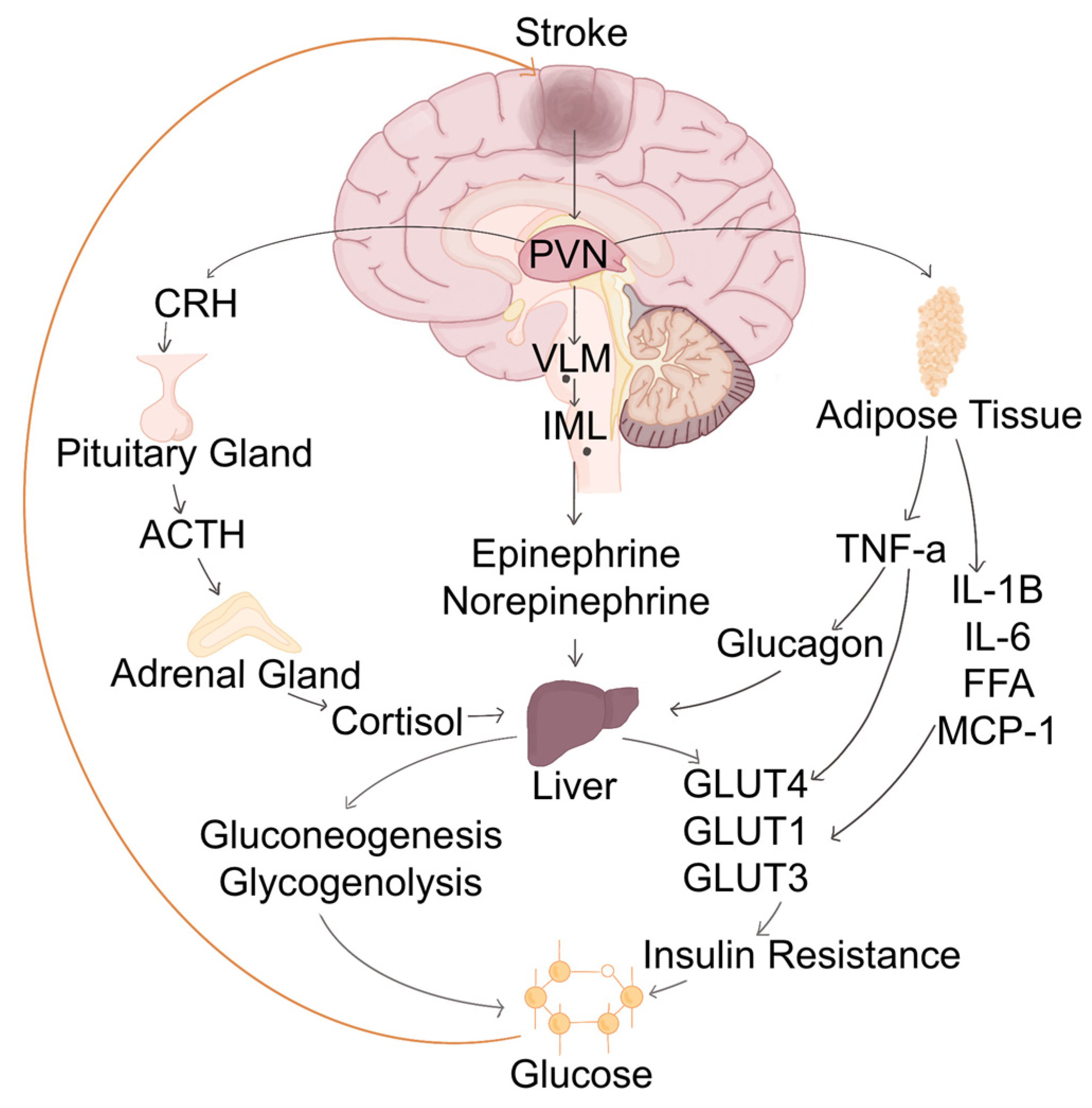 Biomedicines 13 01834 g002
