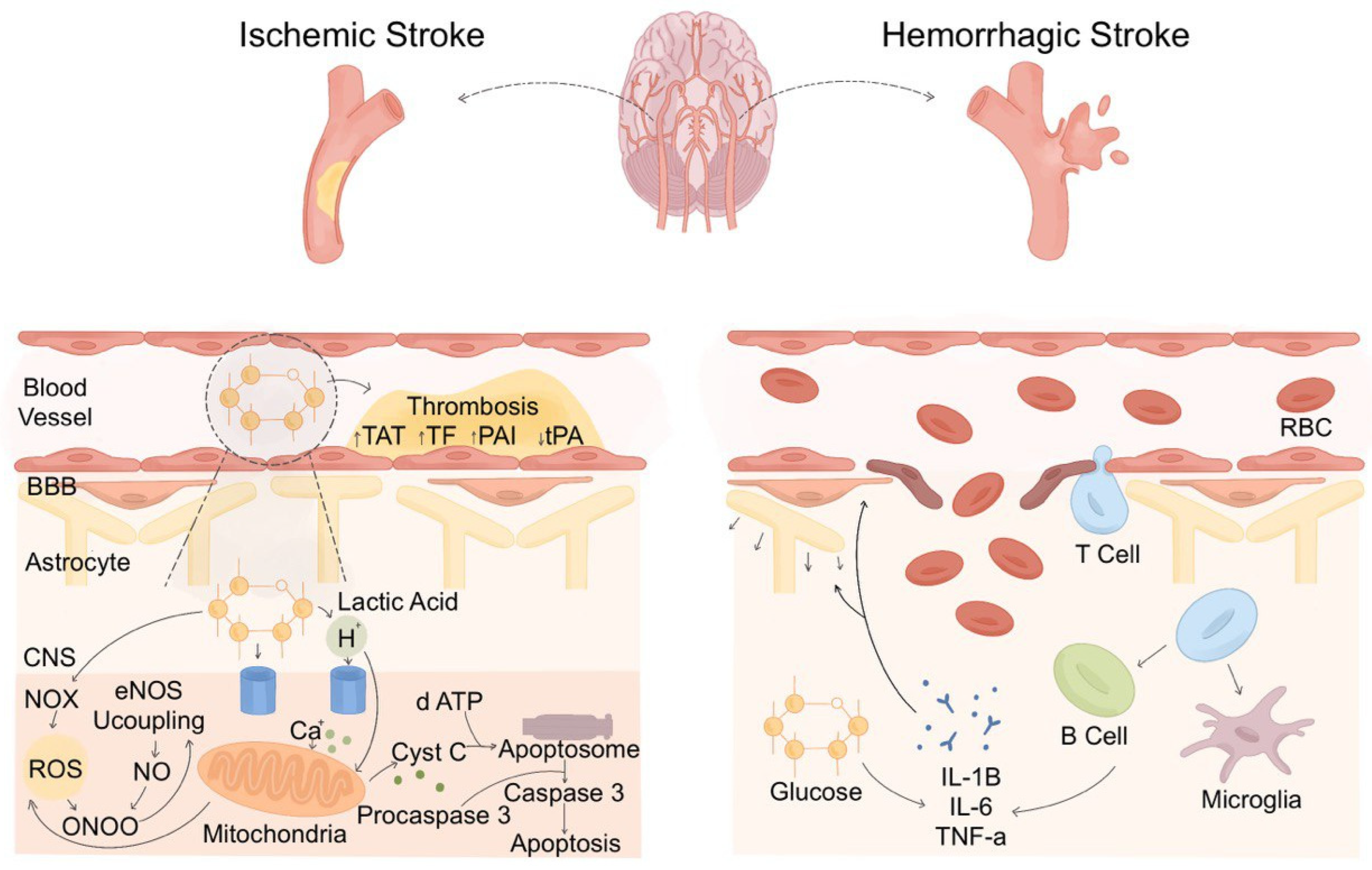 Biomedicines 13 01834 g003