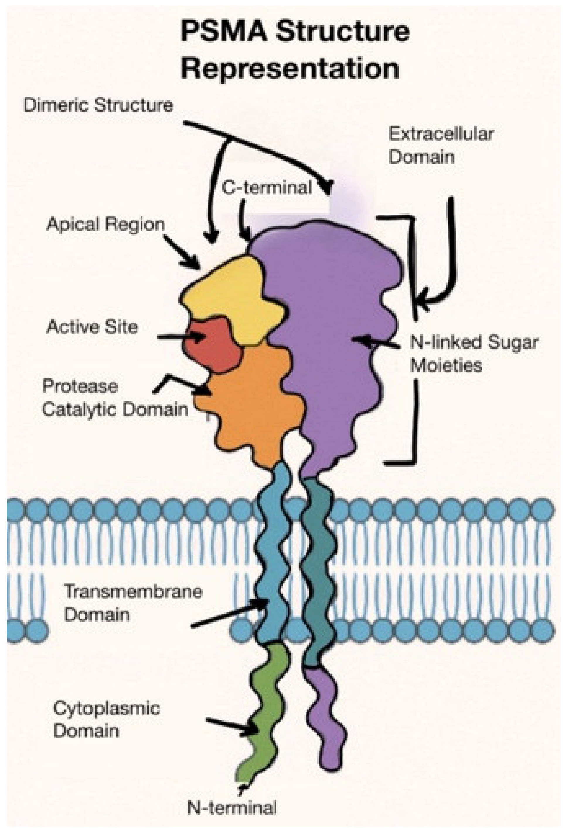 Biomedicines 13 01837 g001