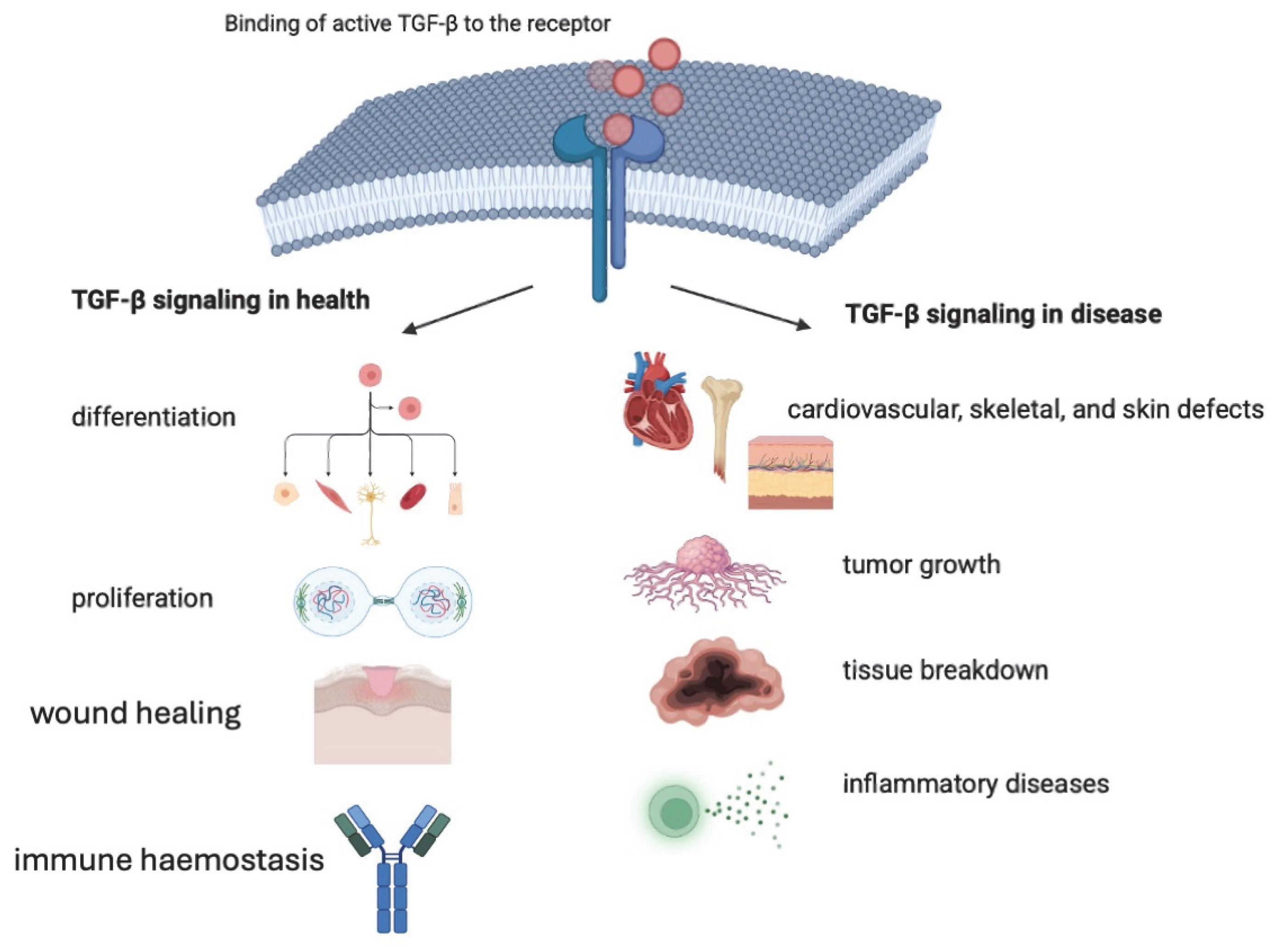 Biomedicines 13 01840 g002 Biomedicines 13 01840 g002