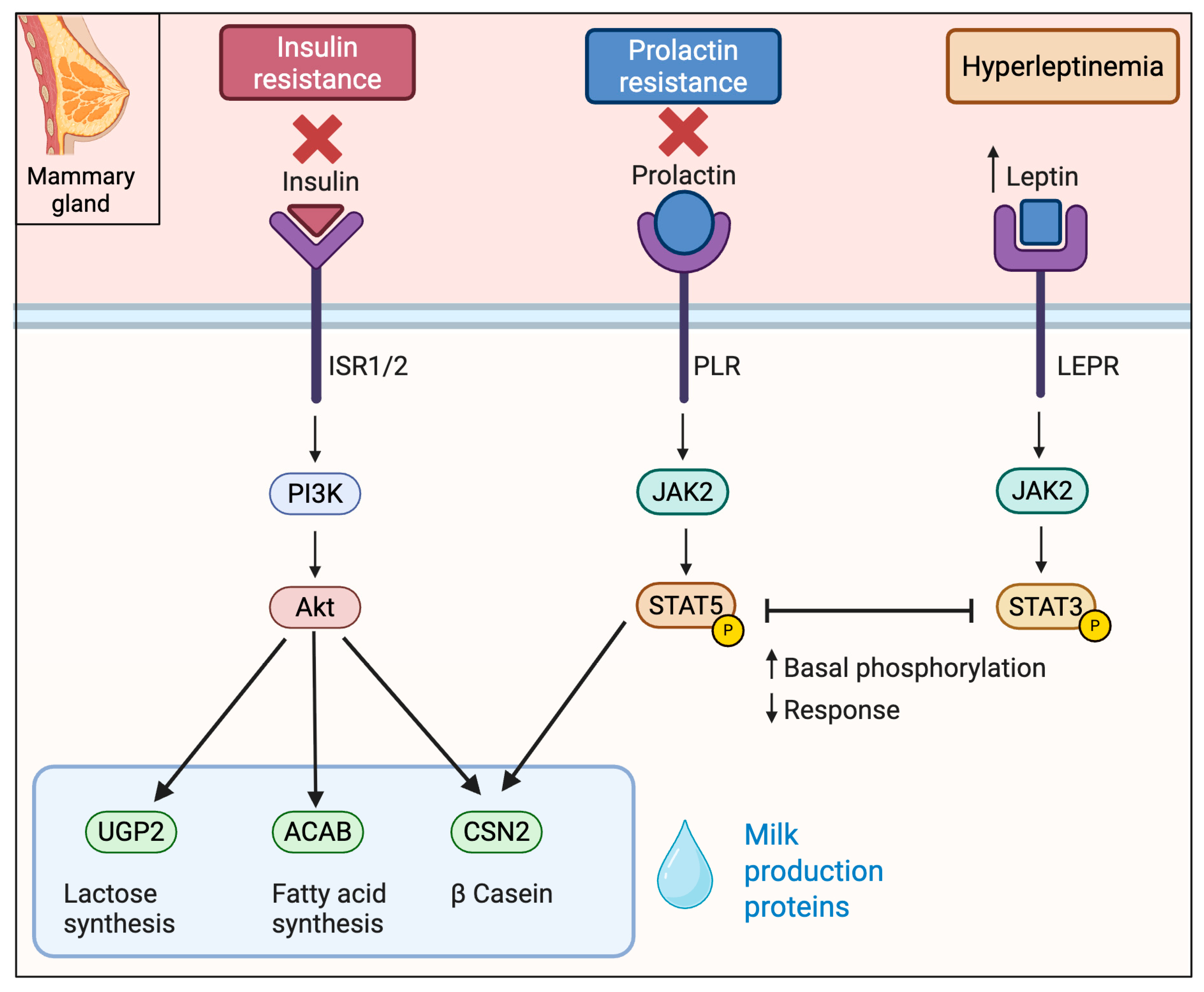 Biomedicines 13 01848 g003