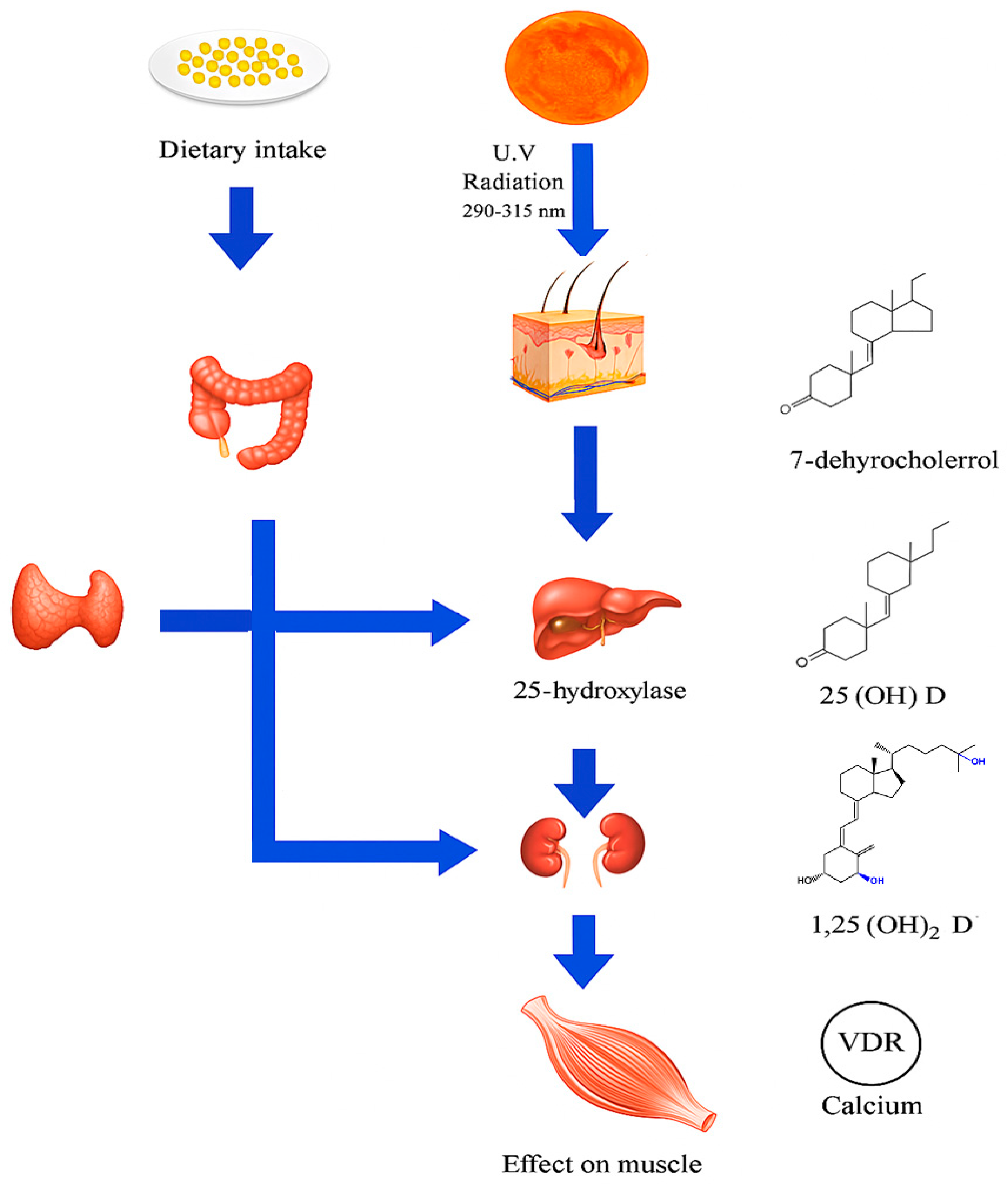 Biomedicines 13 01863 g001