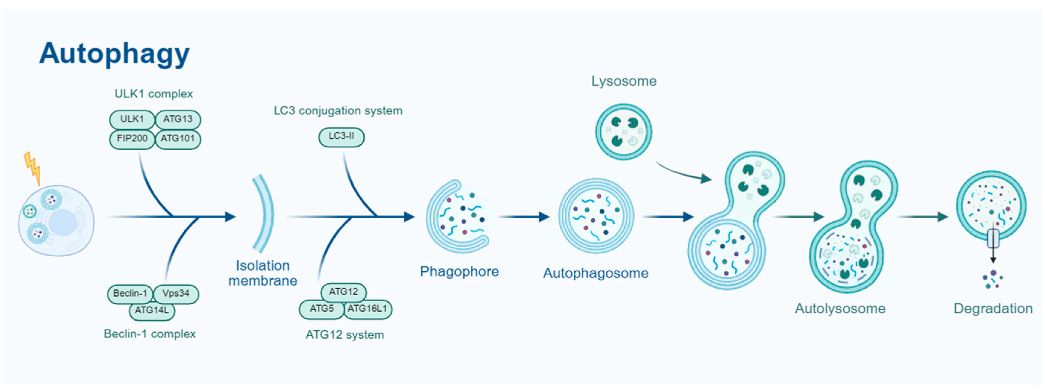 Biomedicines 13 01880 g001