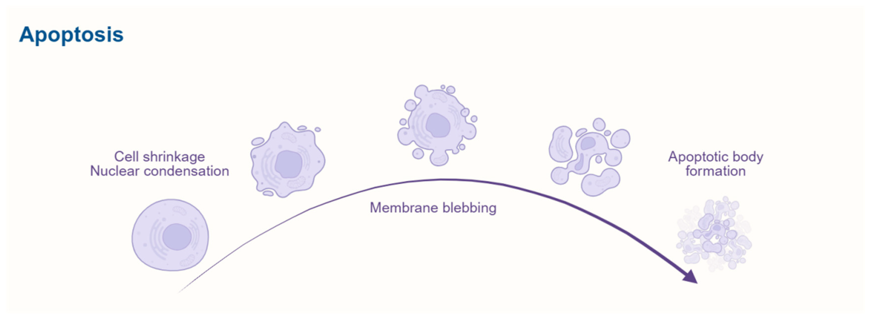Biomedicines 13 01880 g002