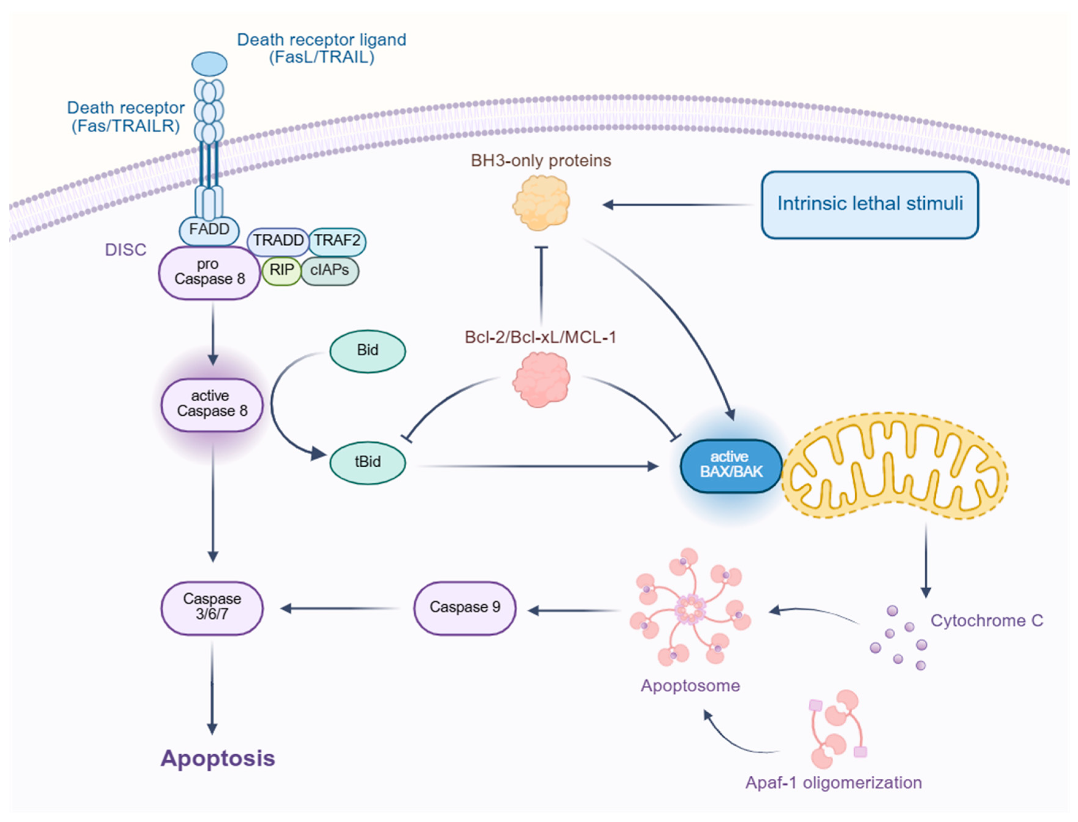 Biomedicines 13 01880 g003