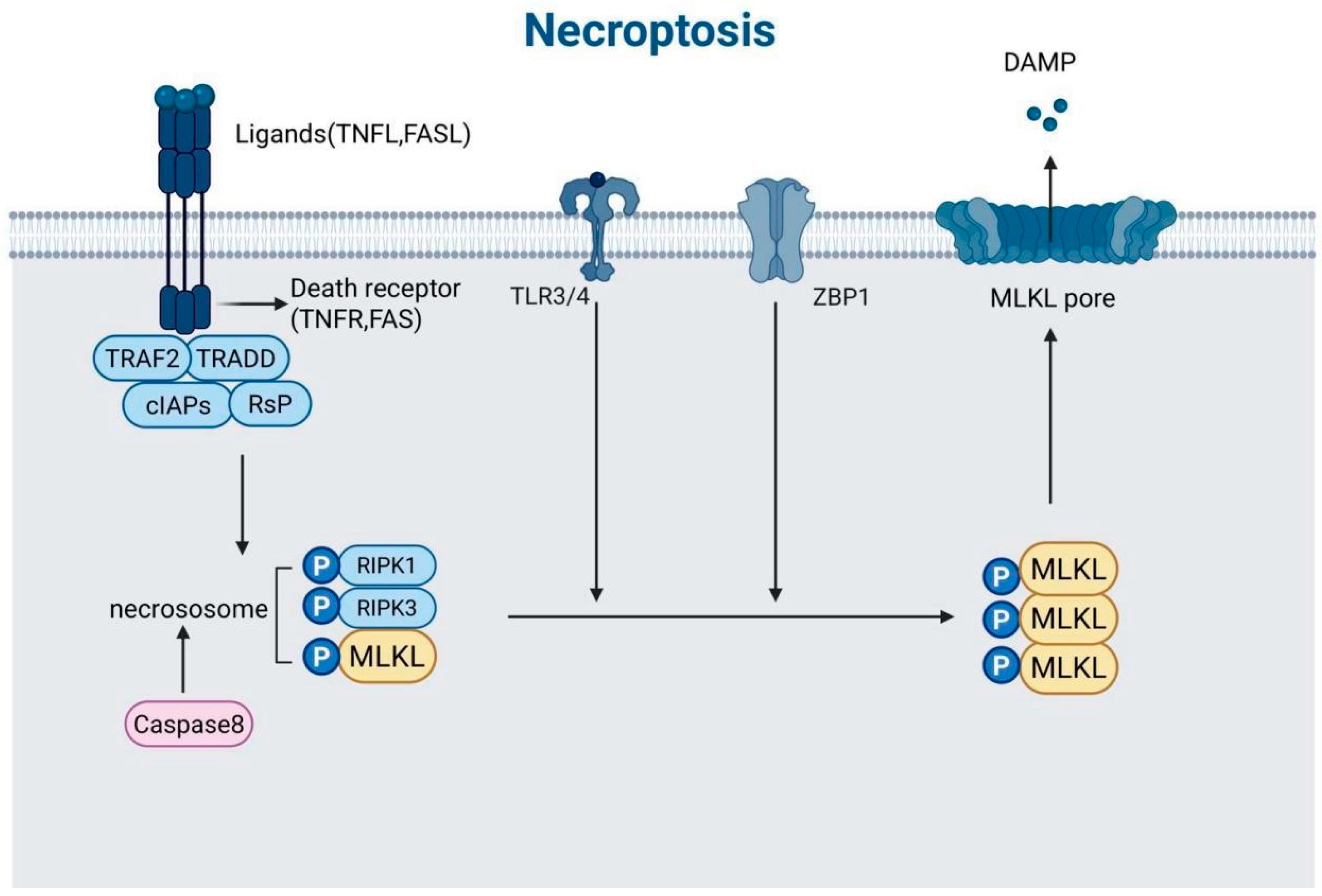 Biomedicines 13 01880 g004