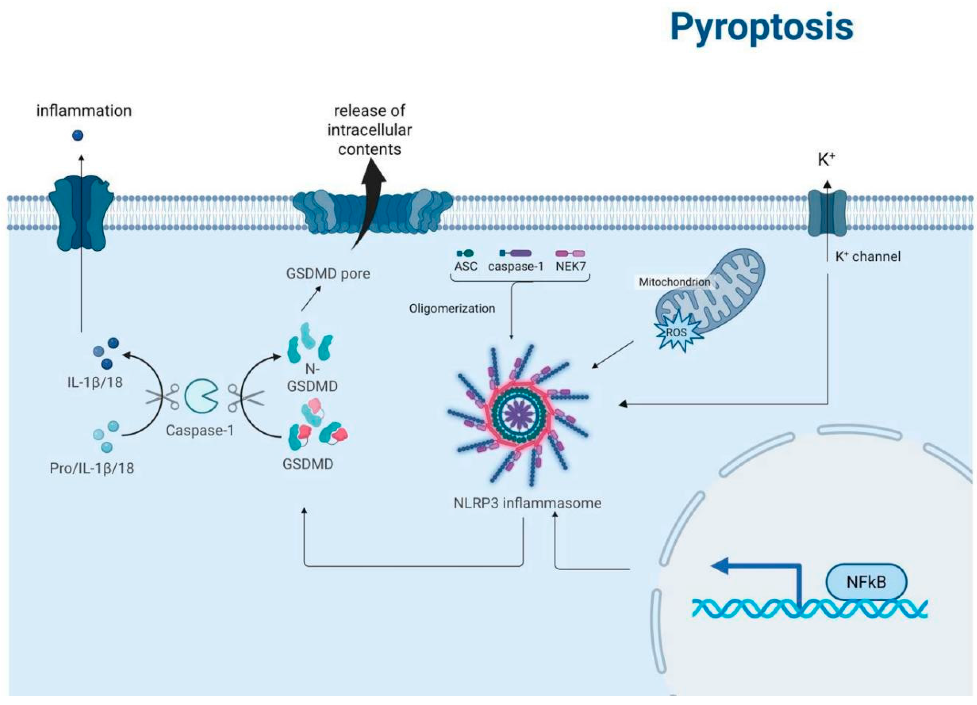 Biomedicines 13 01880 g005