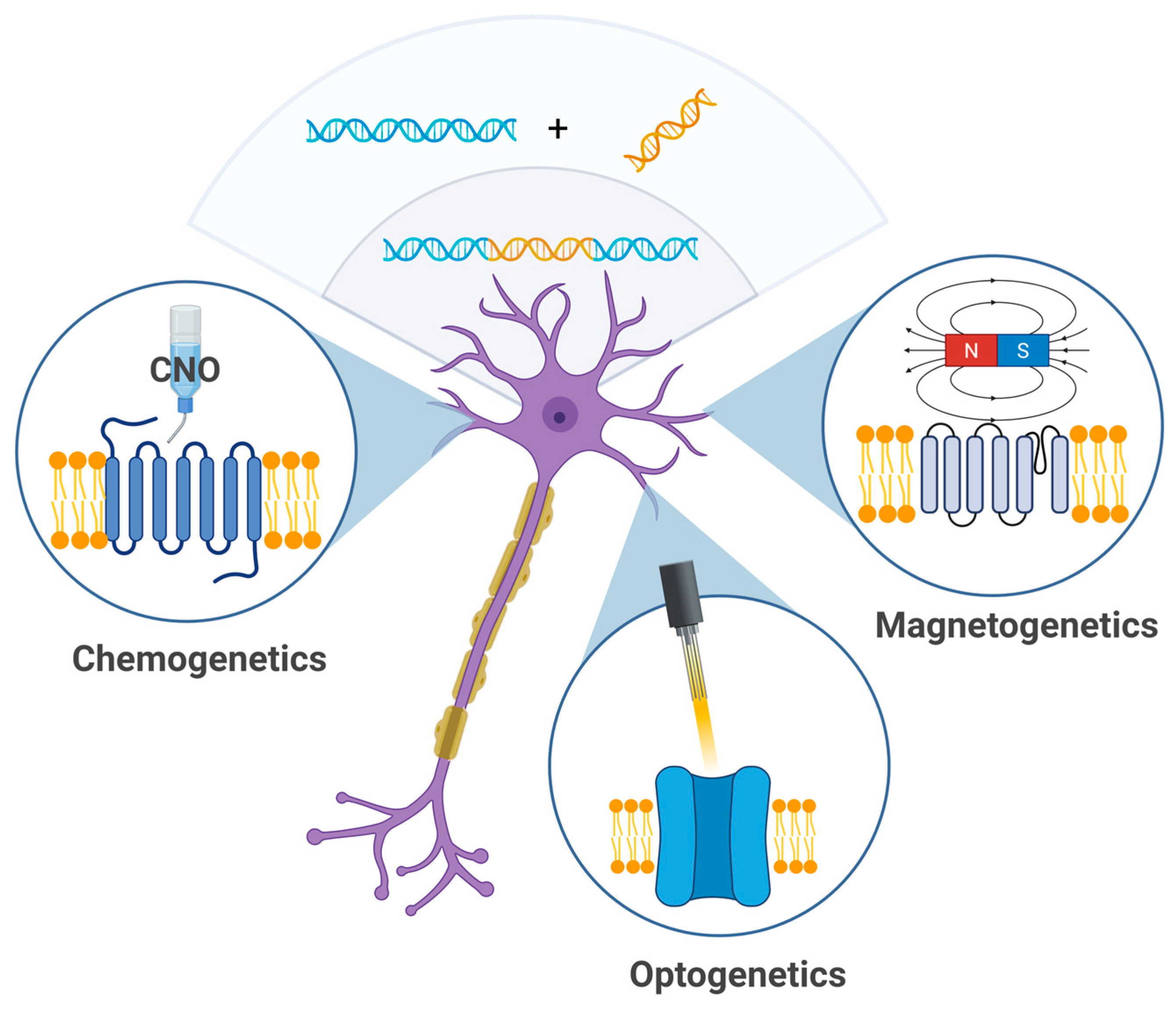 Biomedicines 13 01889 g002