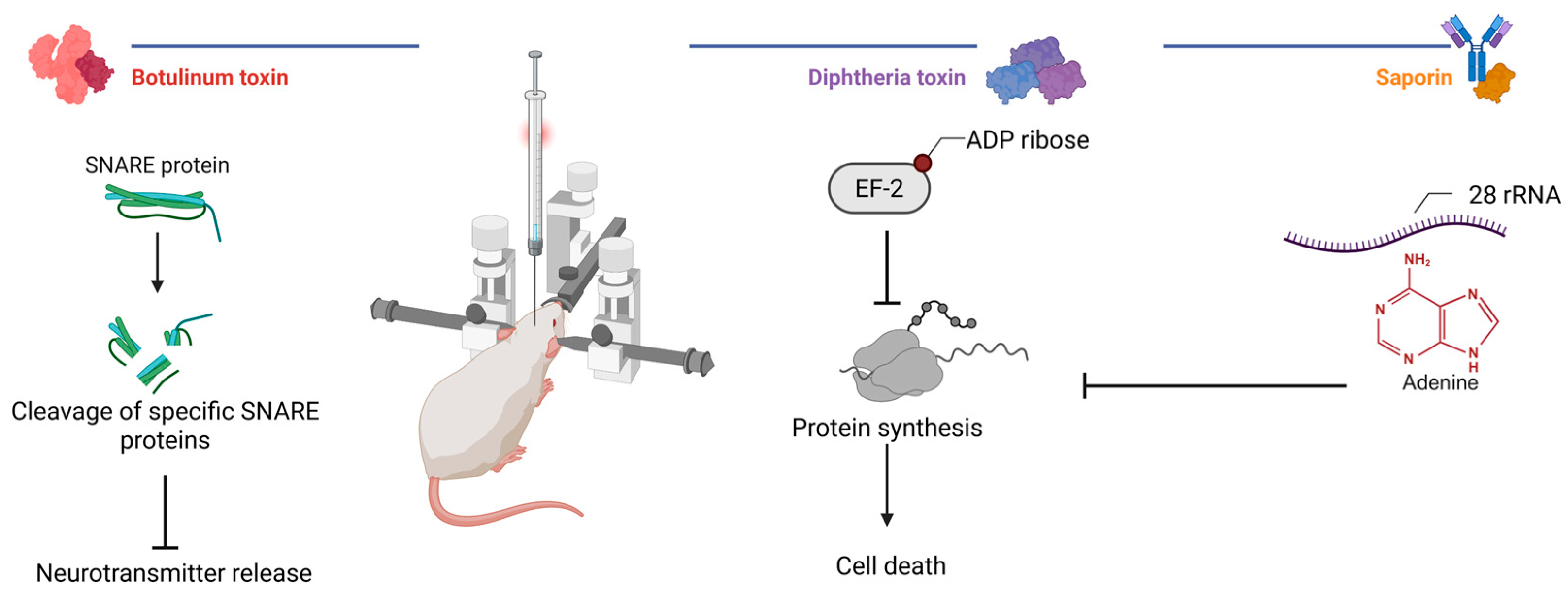 Biomedicines 13 01889 g003