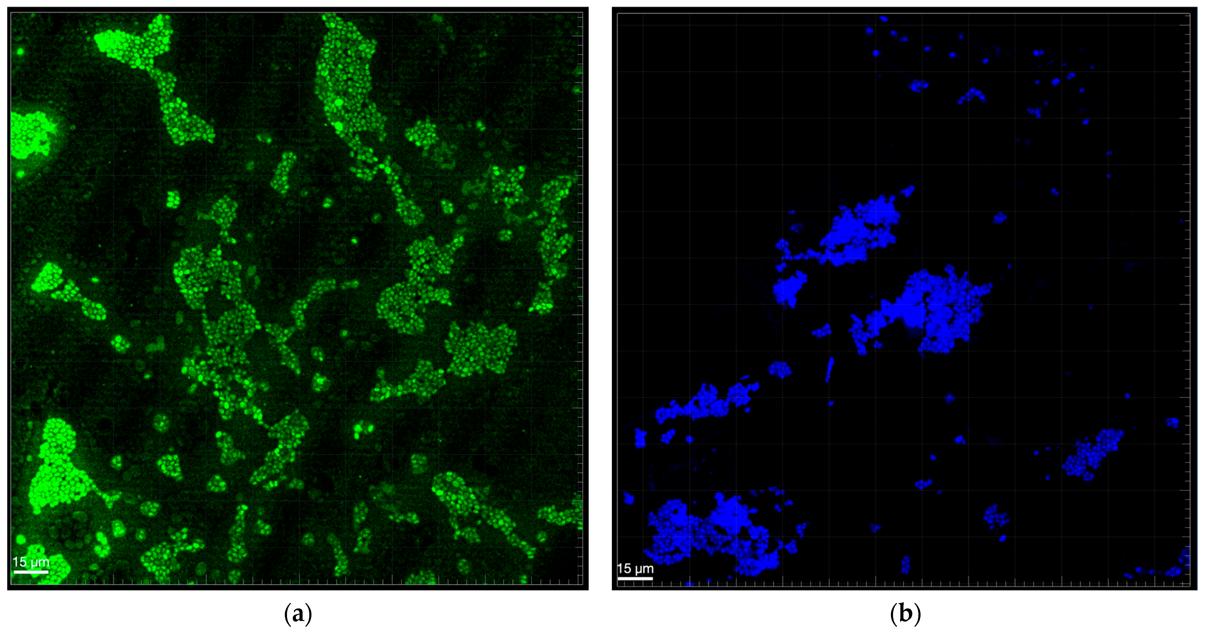 Biomedicines 13 01890 g002
