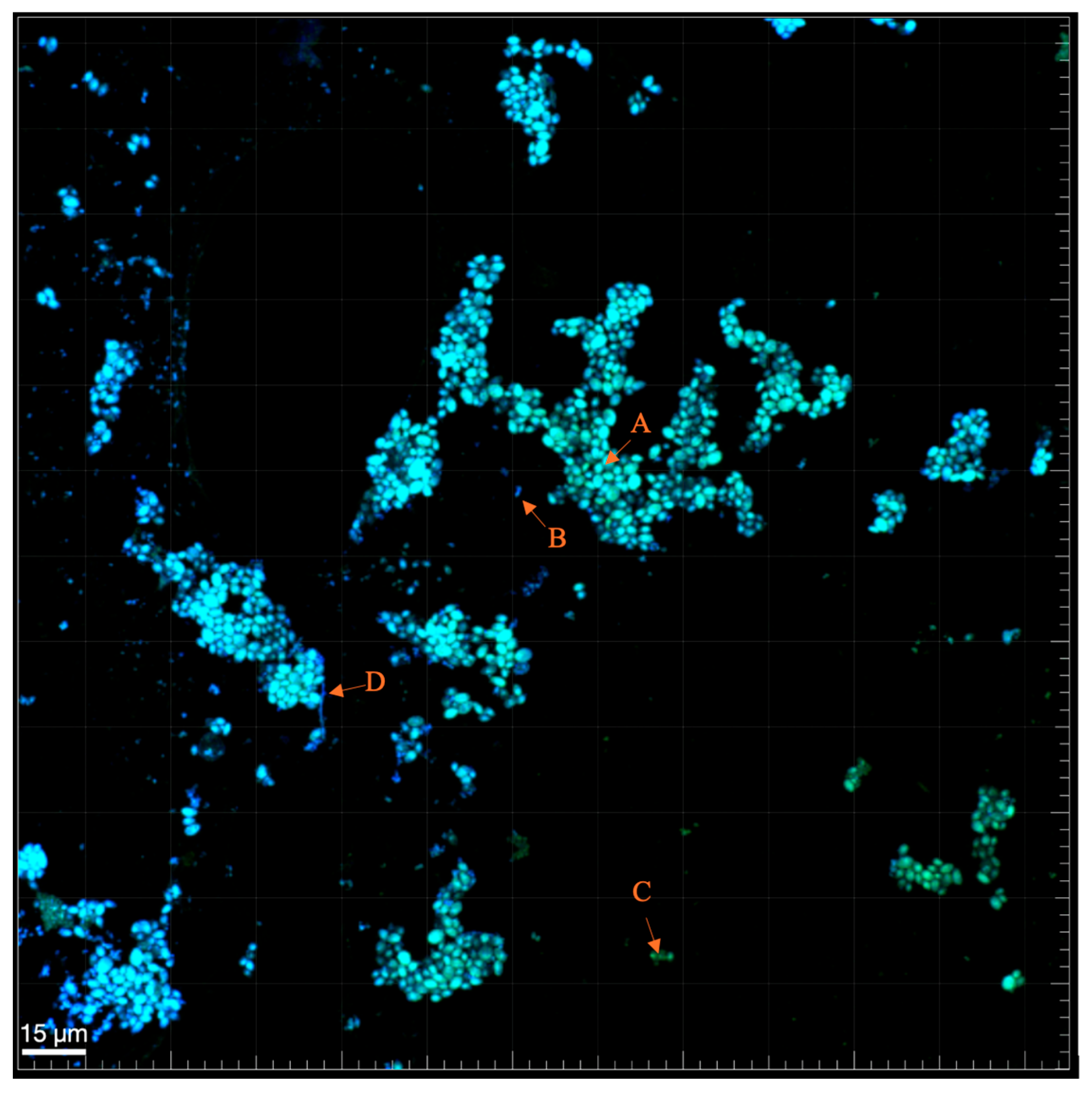 Biomedicines 13 01890 g003