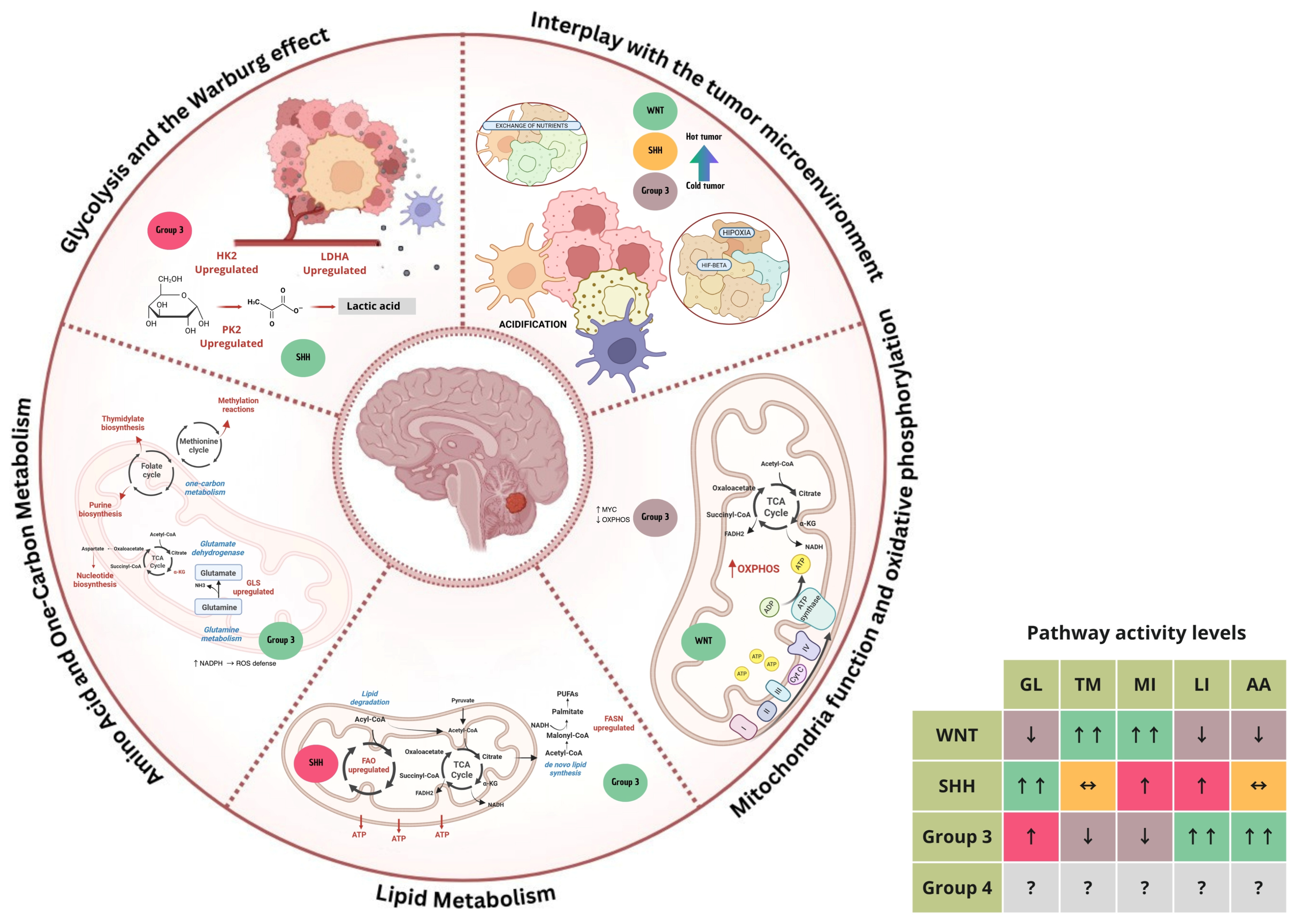 Biomedicines 13 01898 g002 Biomedicines 13 01898 g002