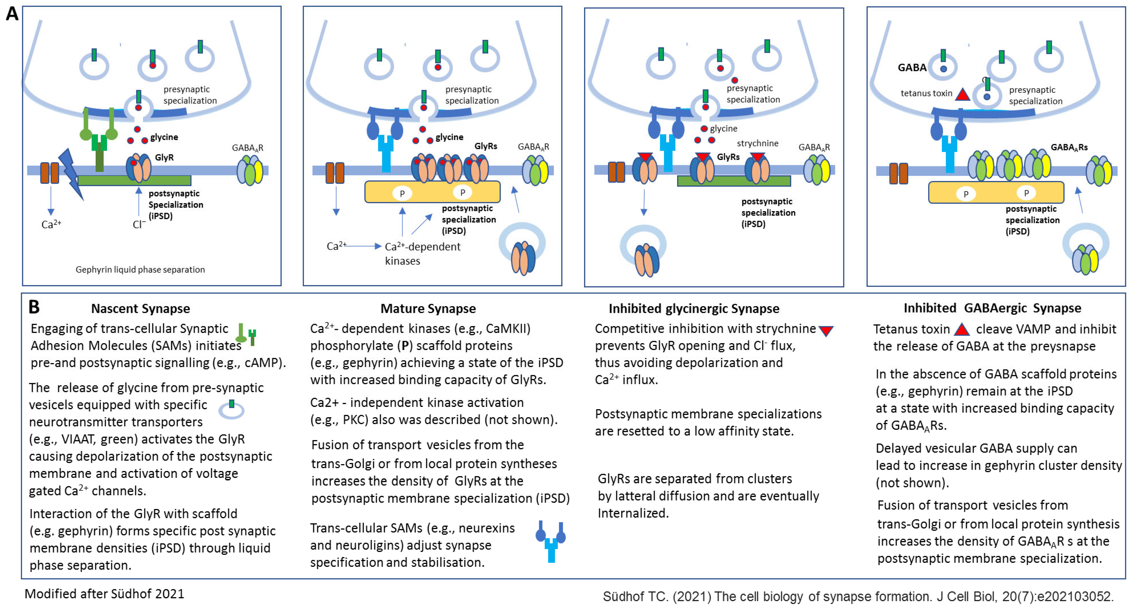 Biomedicines 13 01905 g002