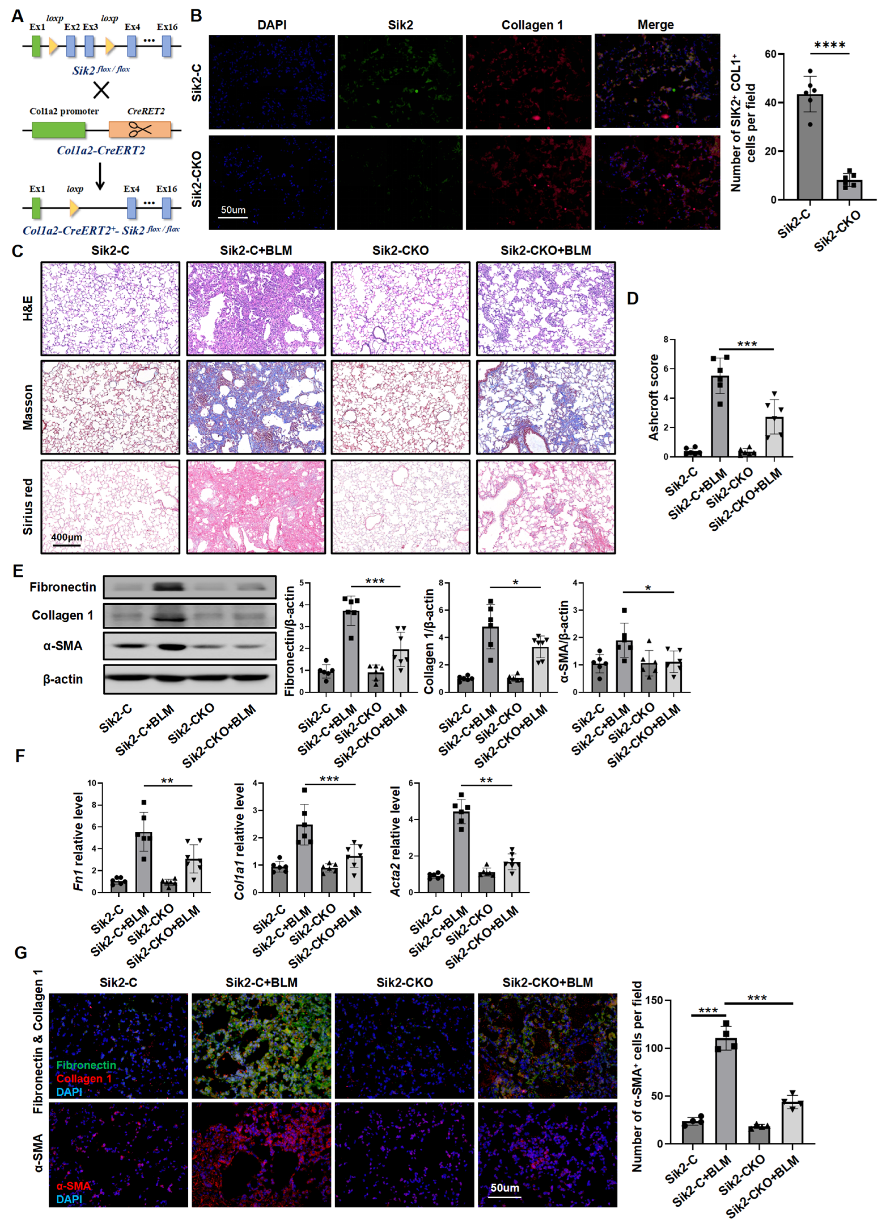 Biomedicines 13 01919 g002