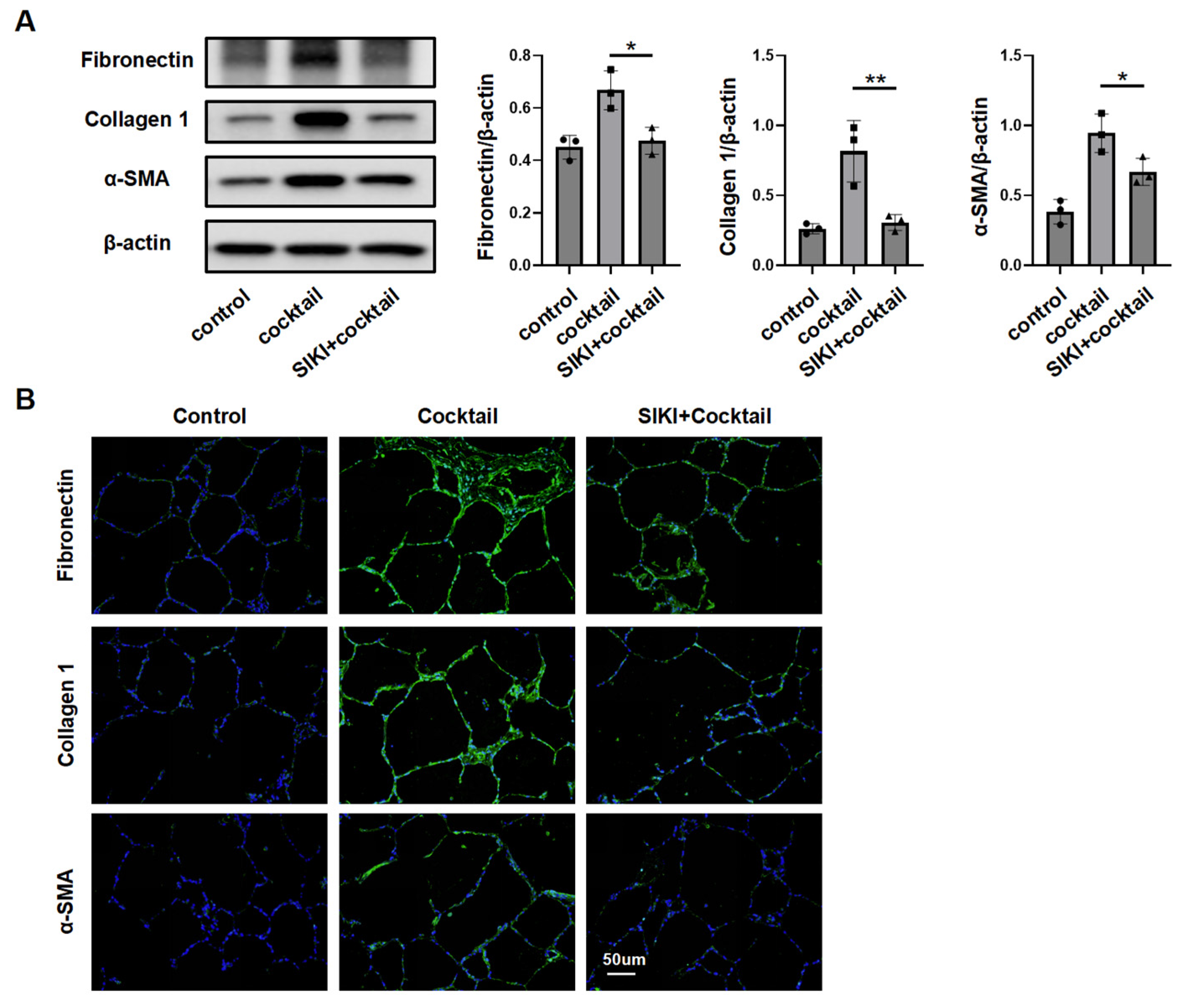 Biomedicines 13 01919 g005