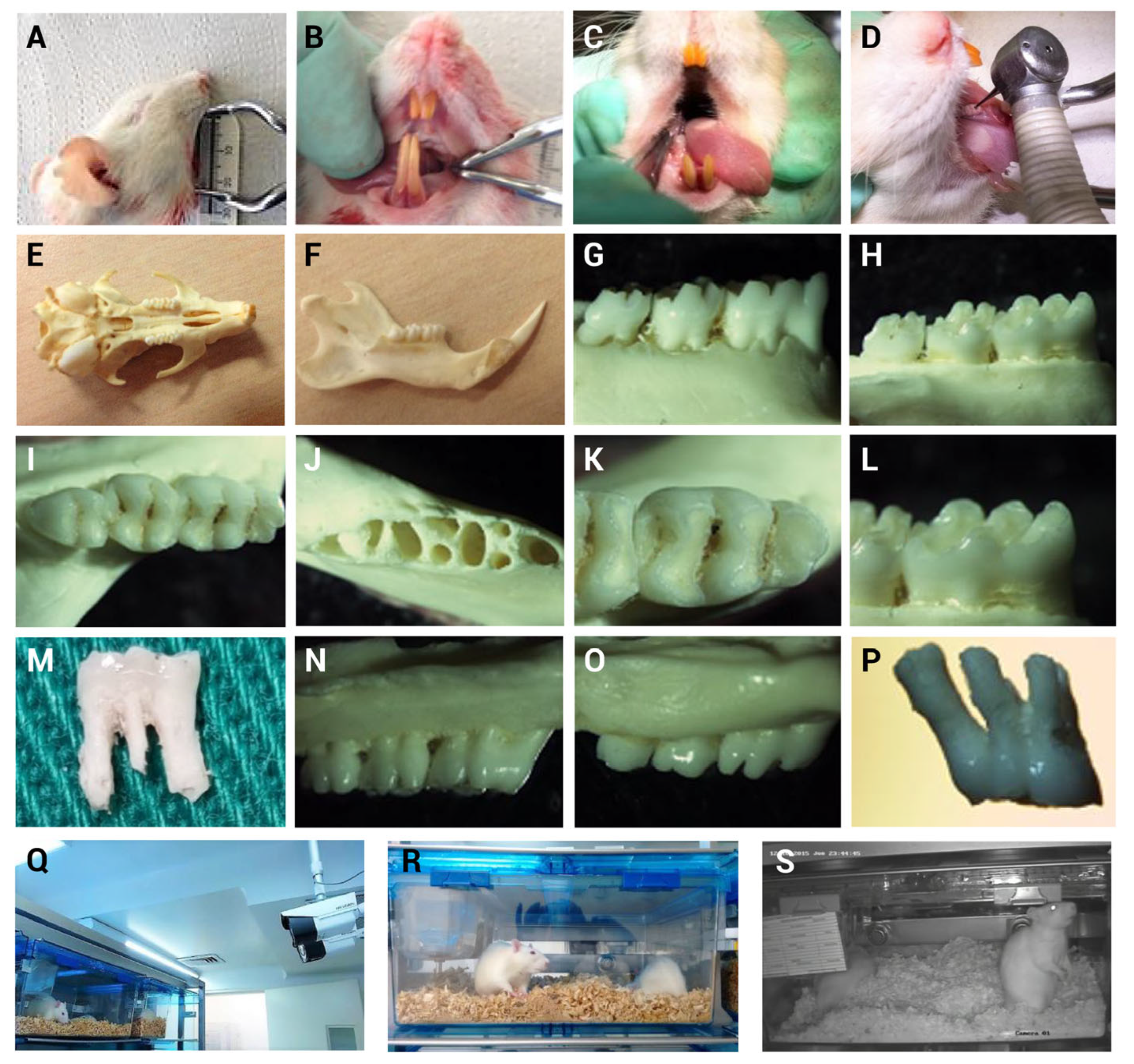 Biomedicines 13 01925 g001