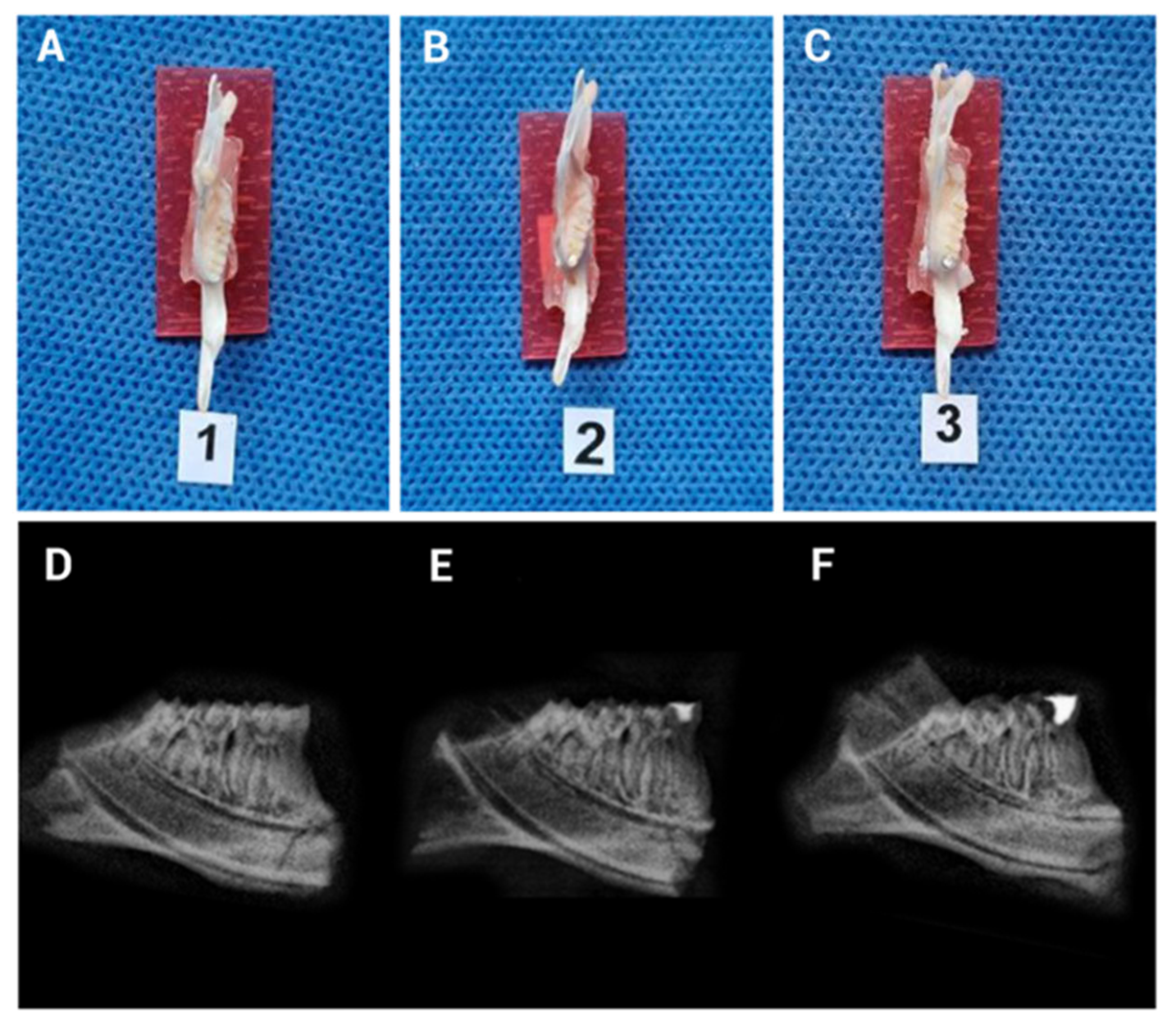 Biomedicines 13 01925 g004