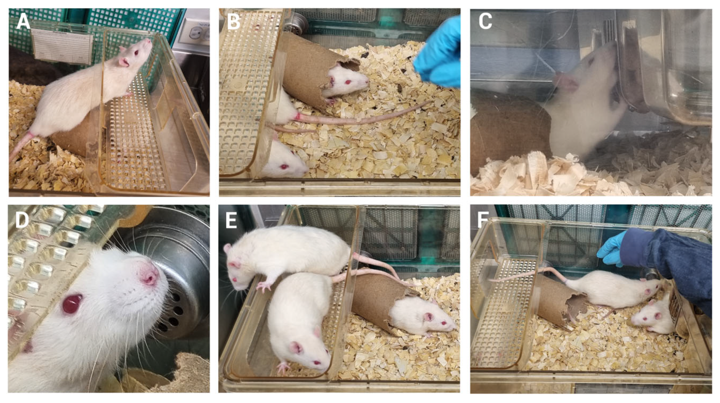Biomedicines 13 01925 g008