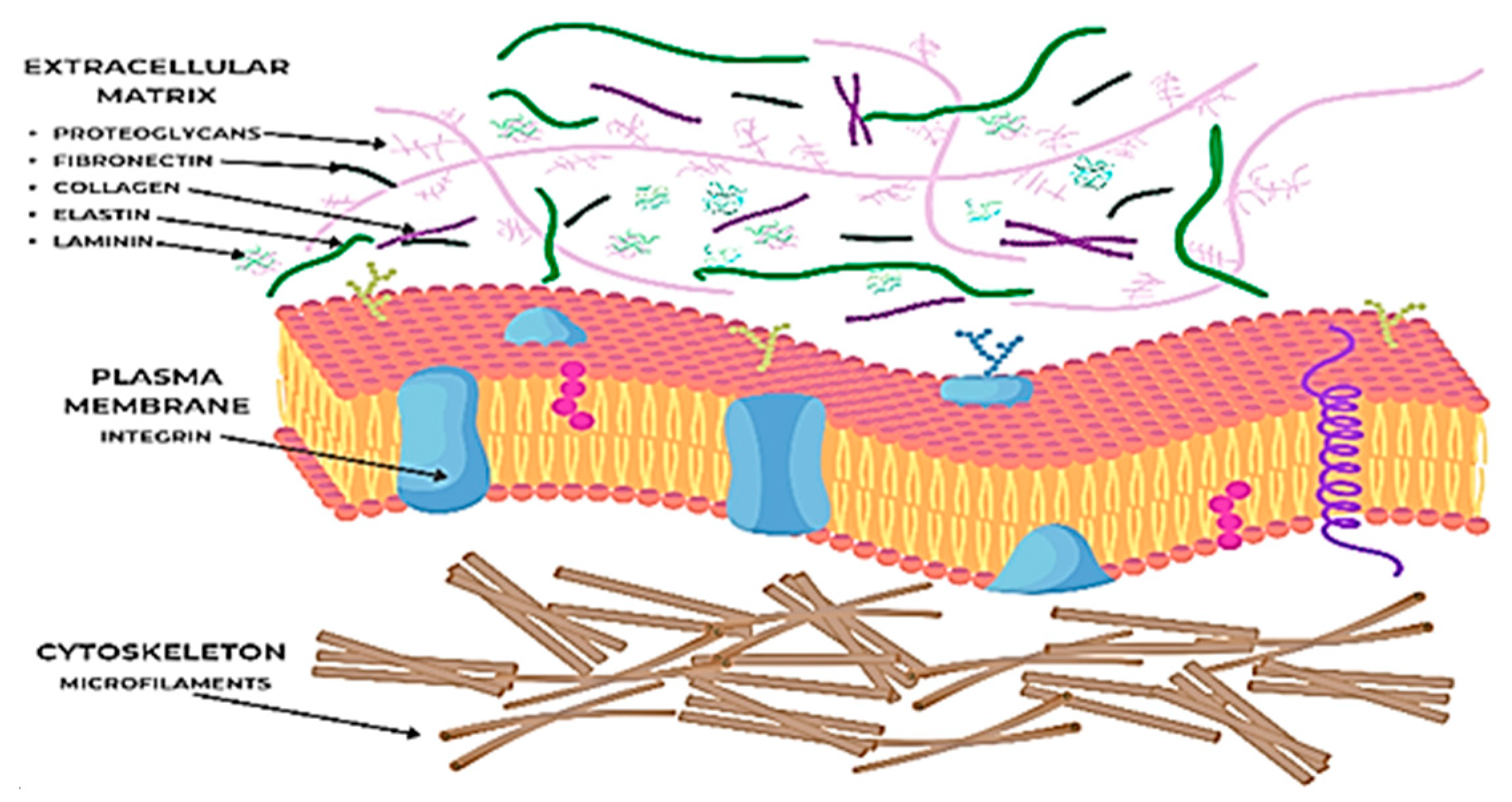 Biomedicines 13 01927 g002 Biomedicines 13 01927 g002