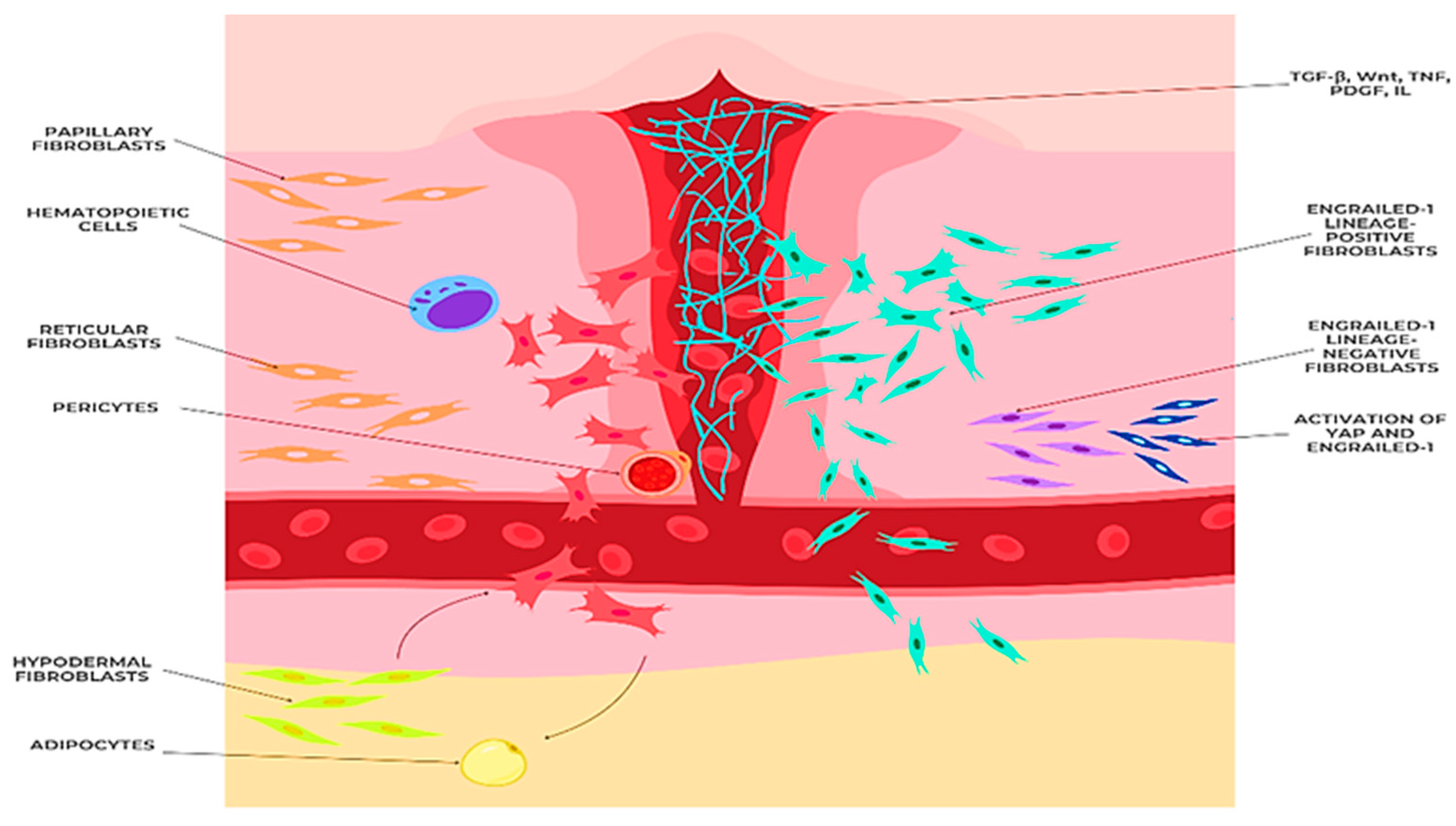 Biomedicines 13 01927 g003 Biomedicines 13 01927 g003