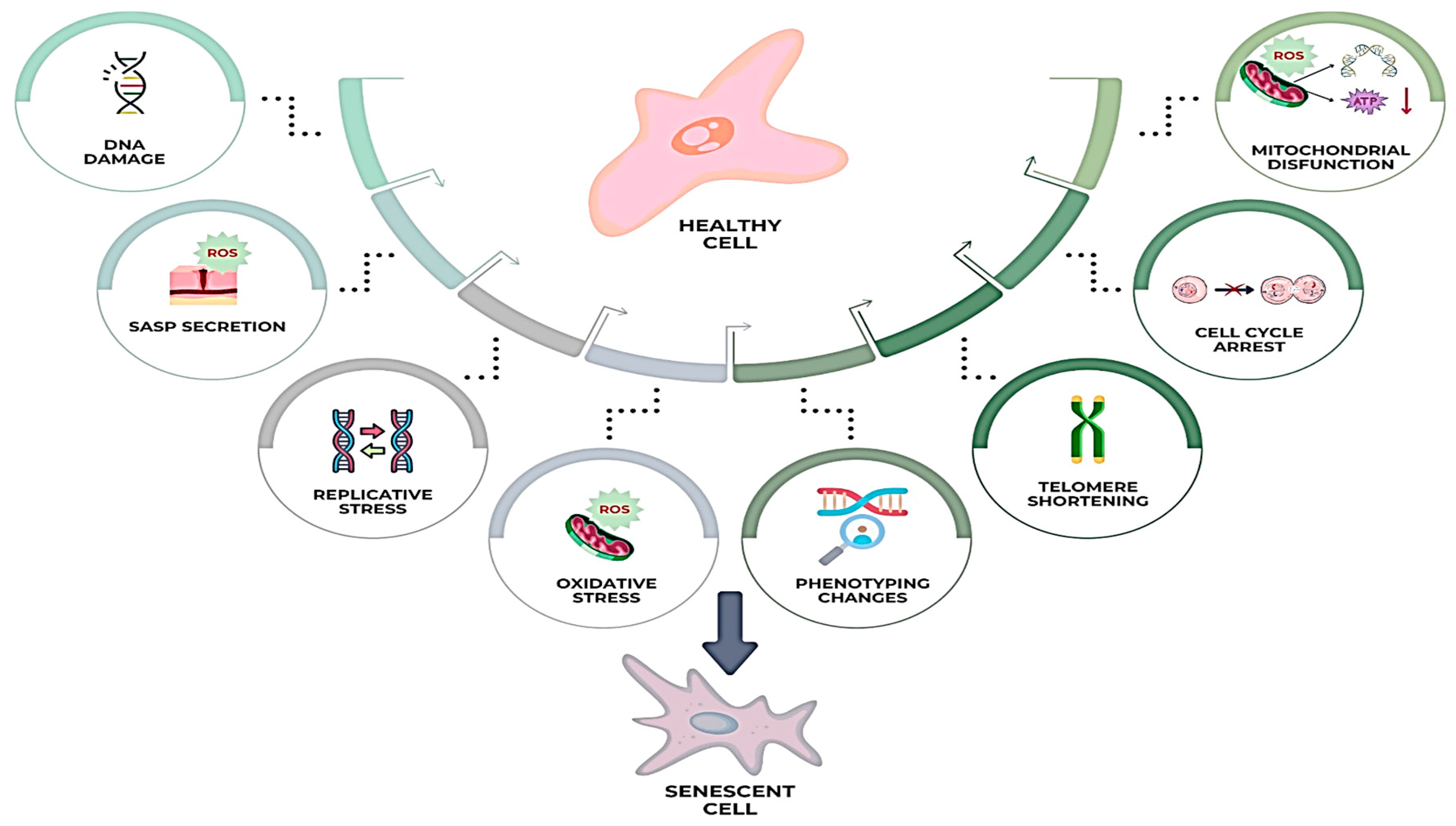 Biomedicines 13 01927 g004 Biomedicines 13 01927 g004