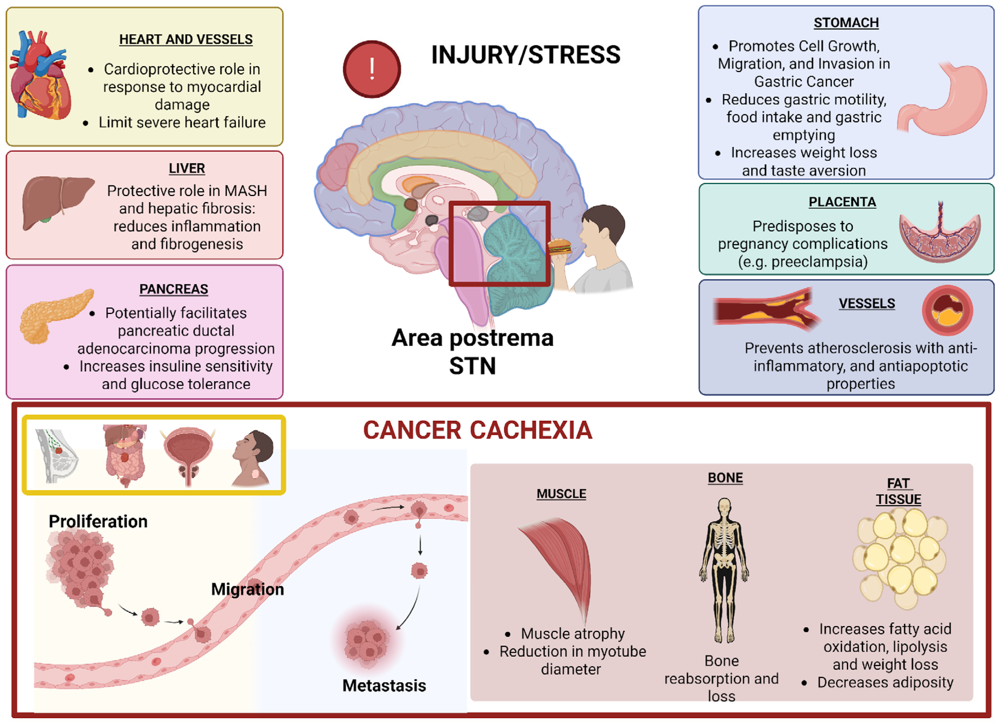 Biomedicines 13 01931 g001