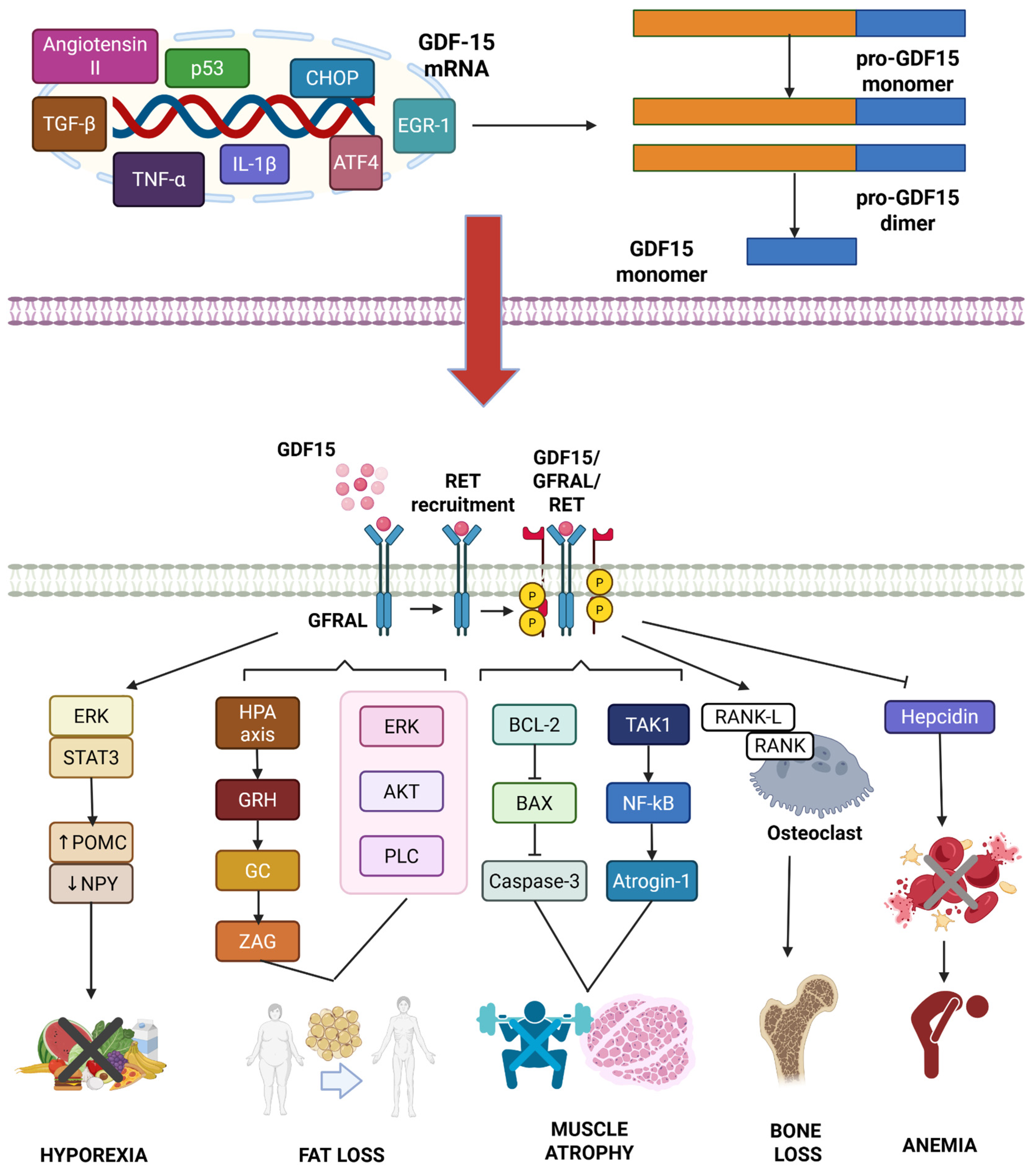 Biomedicines 13 01931 g002
