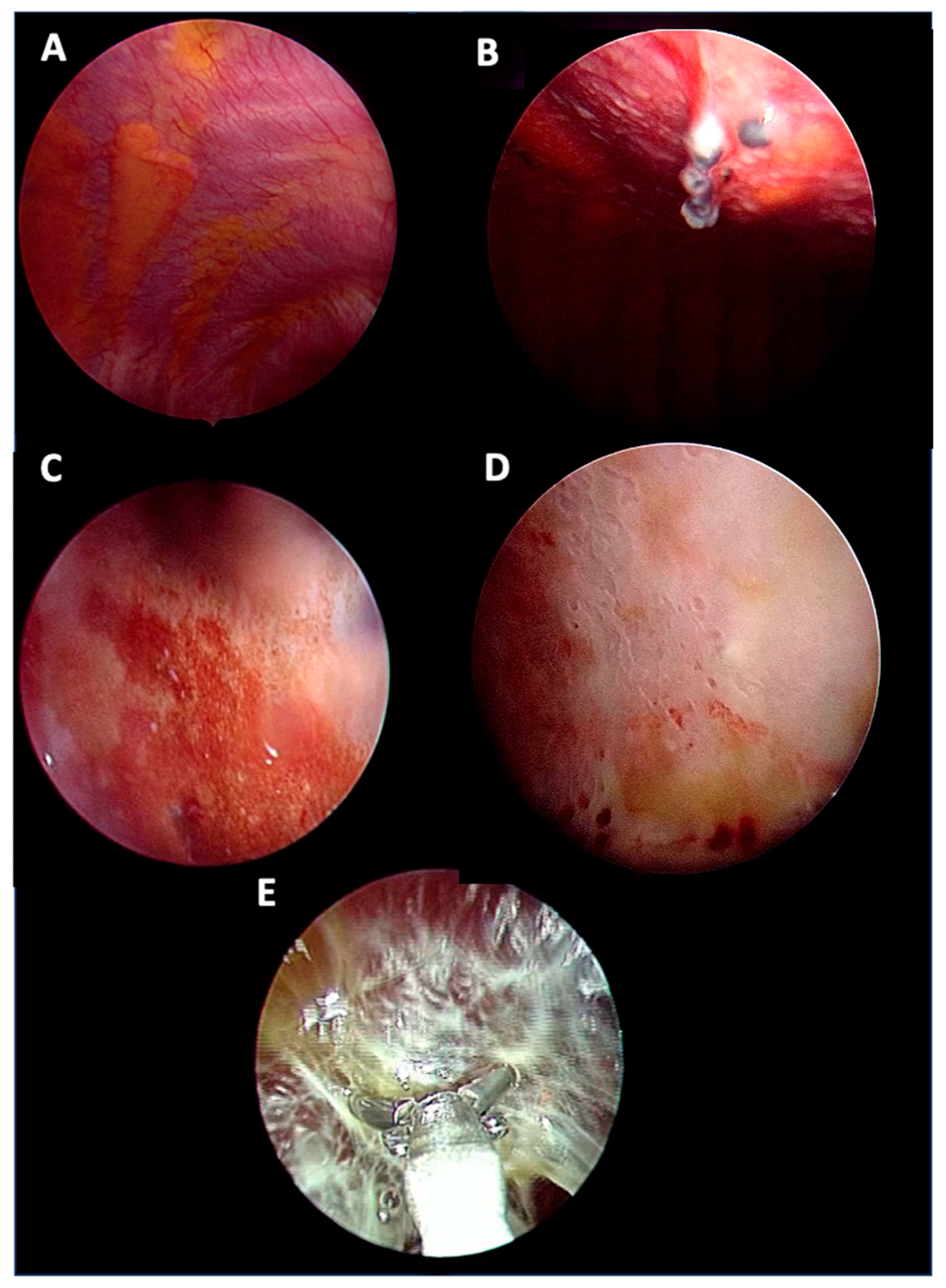 Biomedicines 13 01934 g002