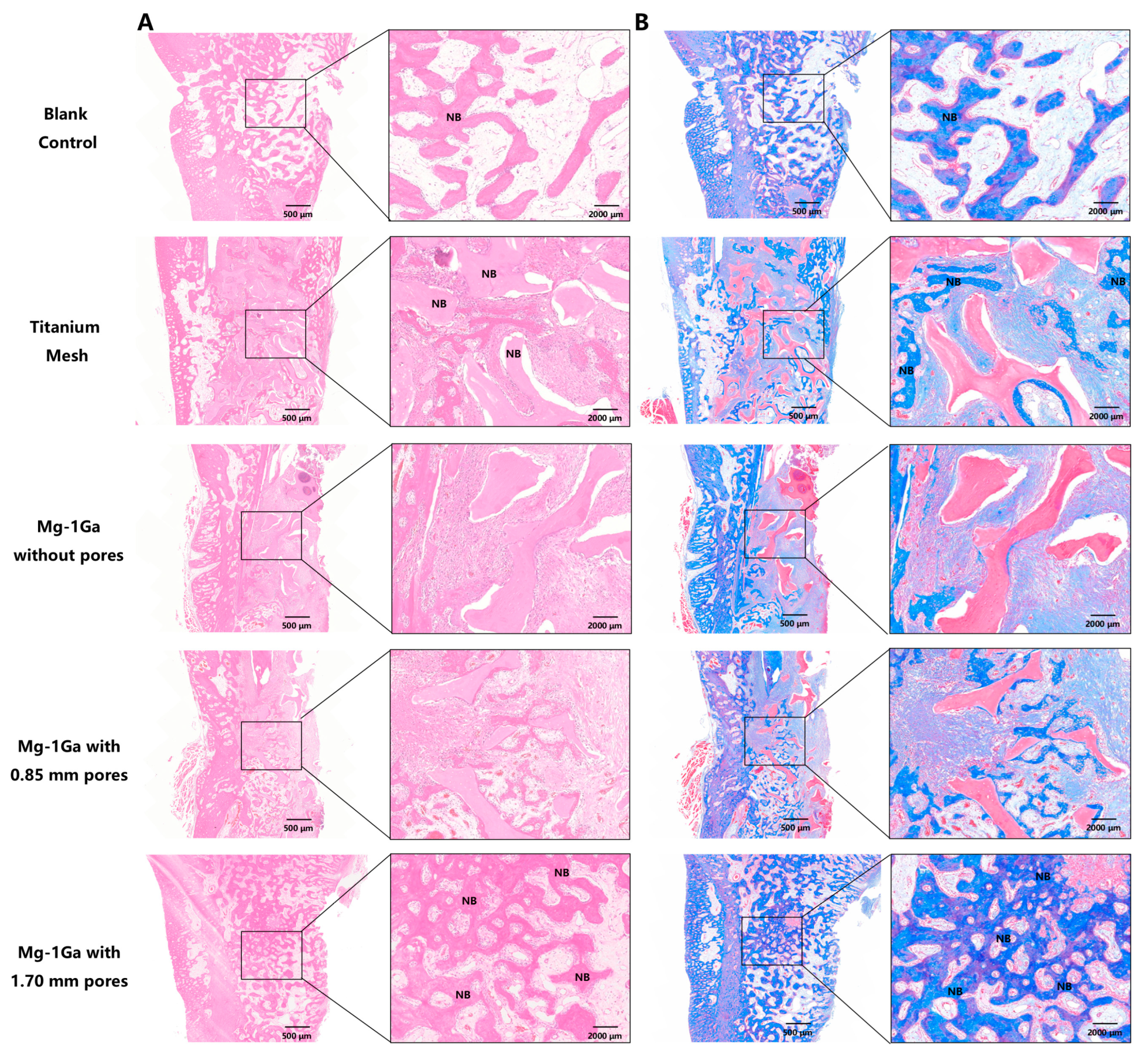 Biomedicines 13 01940 g013 Biomedicines 13 01940 g013