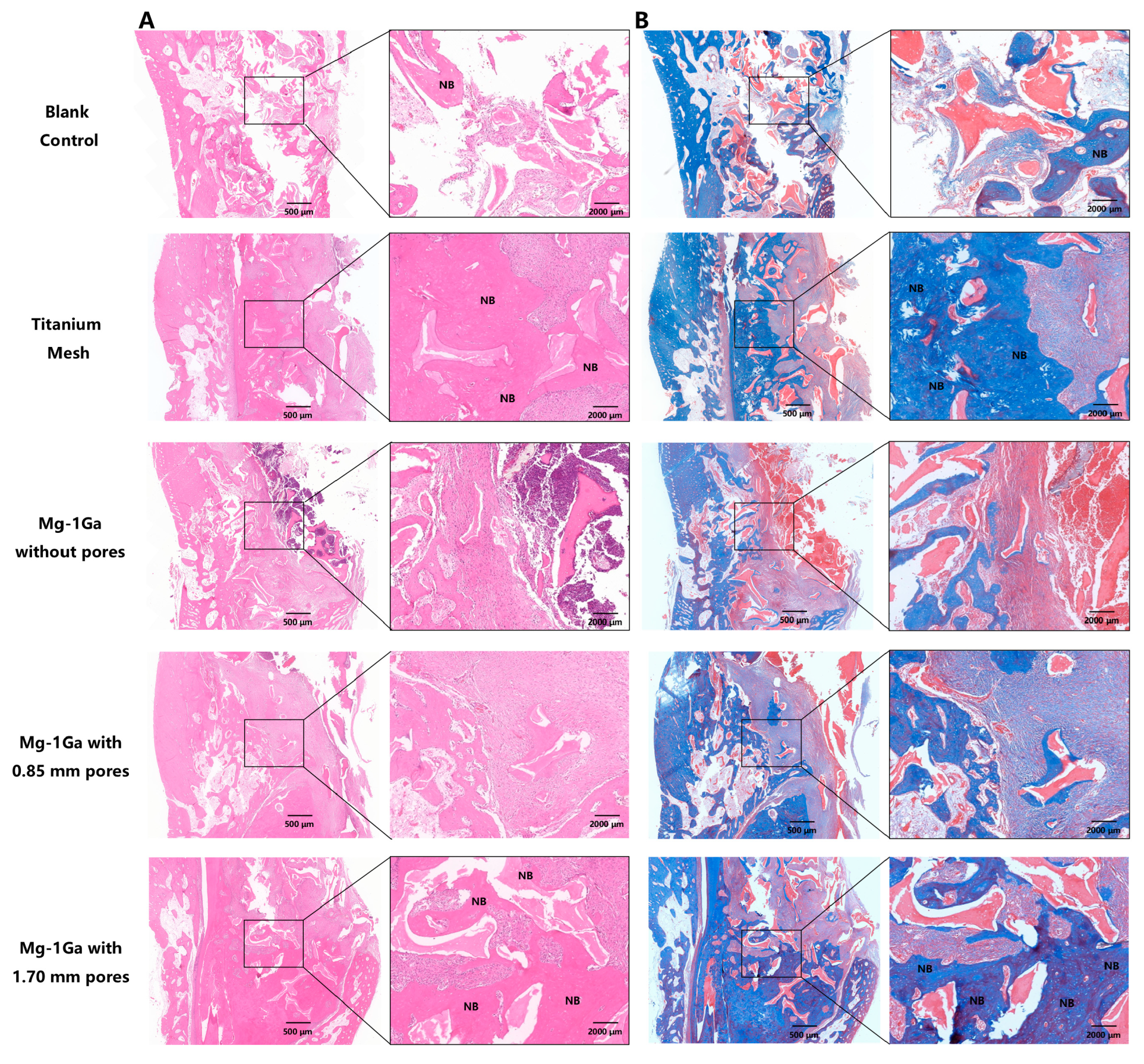 Biomedicines 13 01940 g014 Biomedicines 13 01940 g014