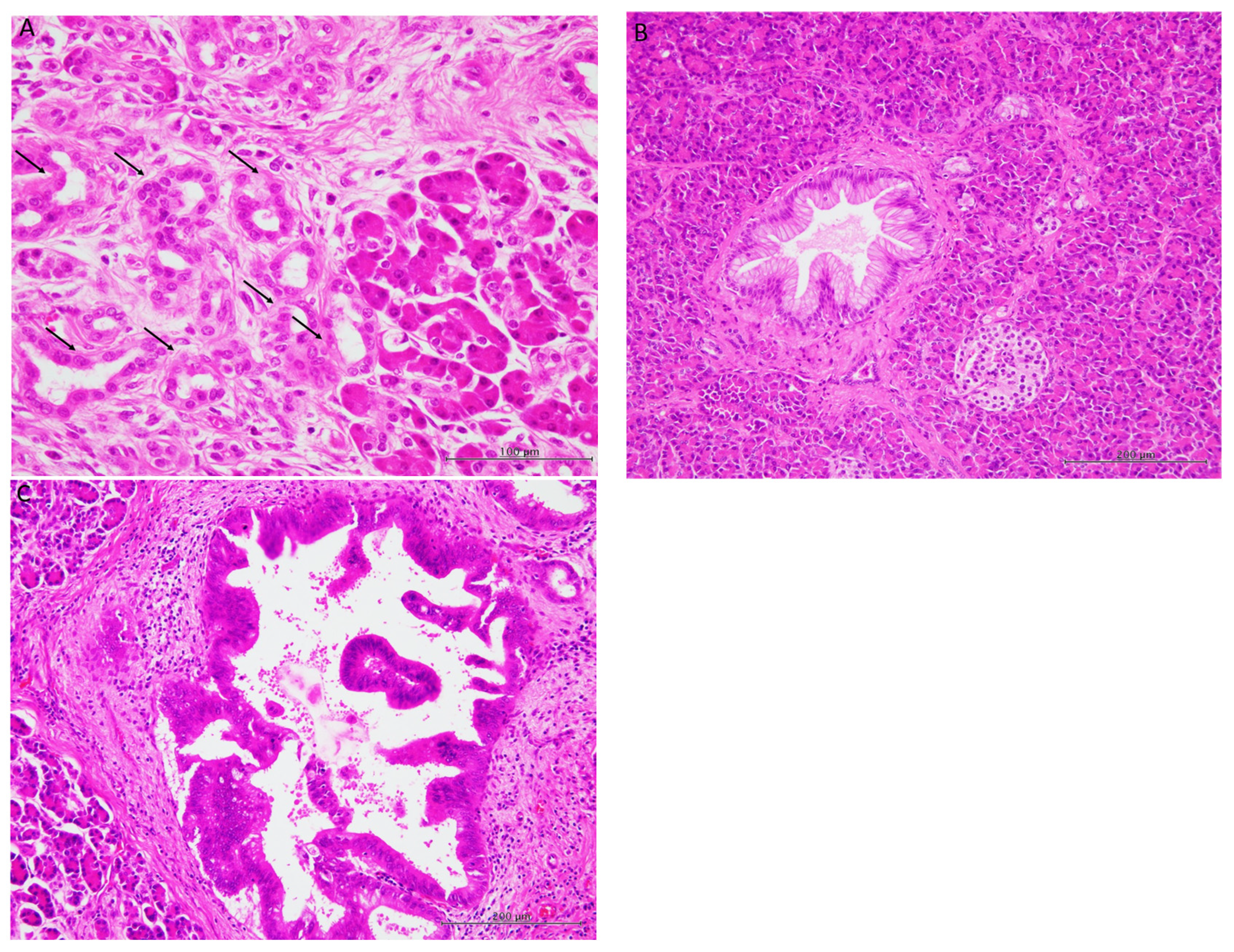 Biomedicines 13 01944 g001