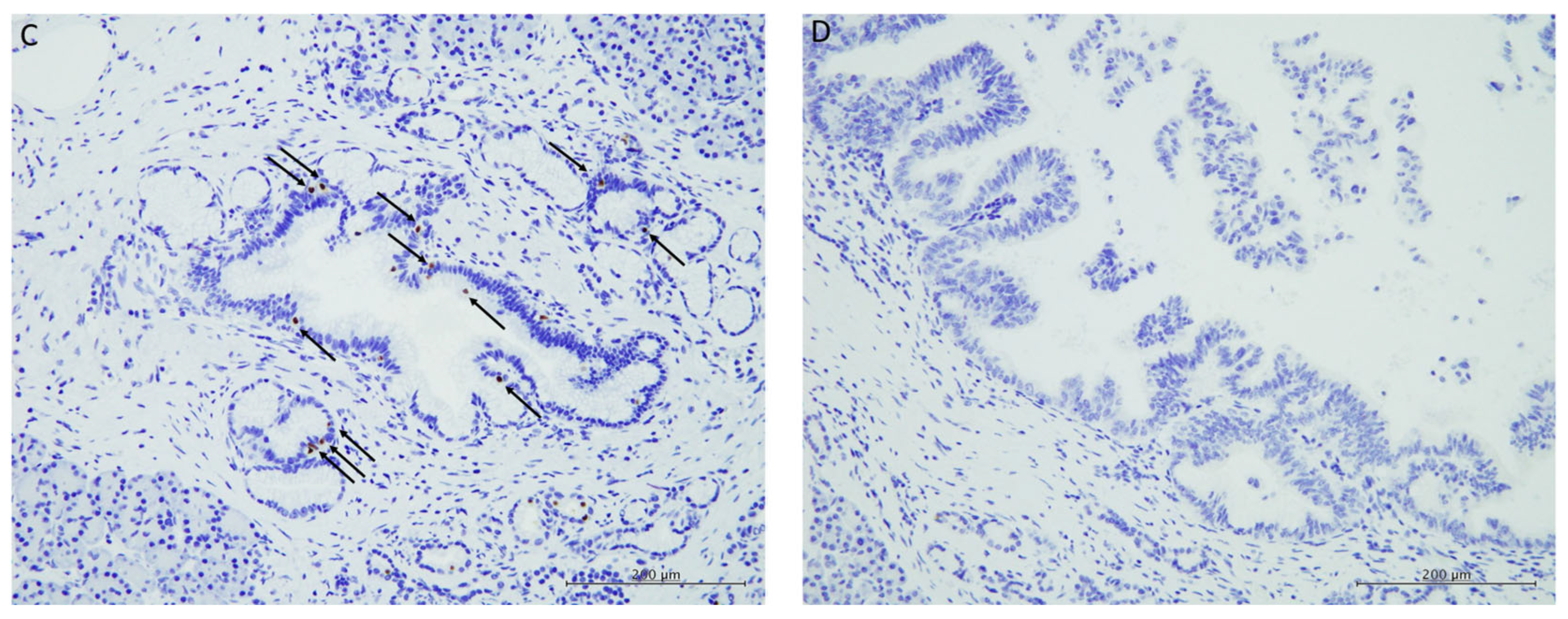 Biomedicines 13 01944 g002b